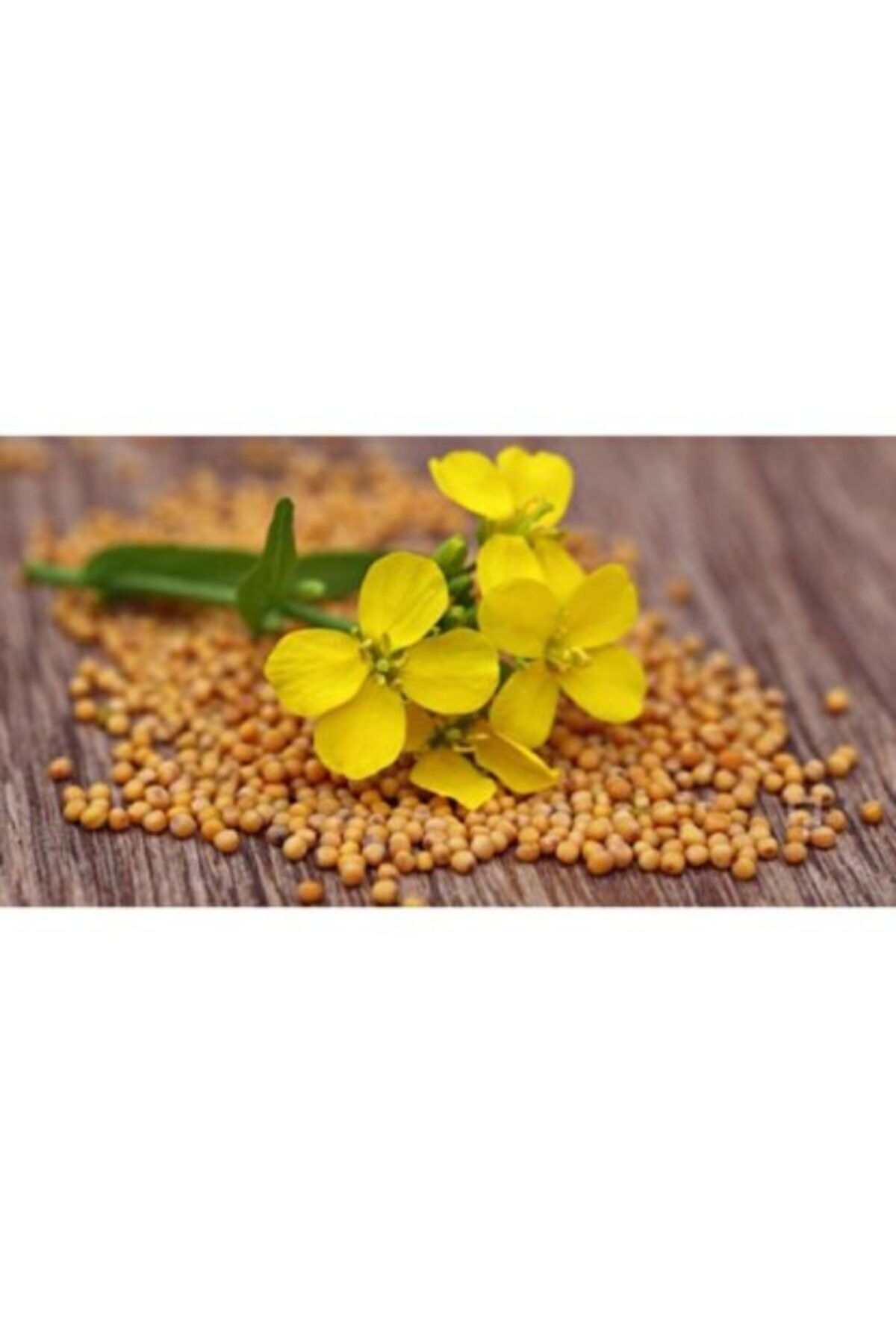 Göçmen Tuhafiye Sarı Hardal Tohumu 500 Gr (1. Kalite)