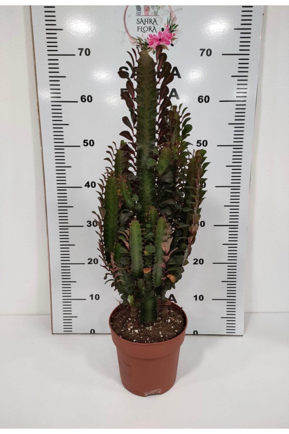 SAHRAFLORA Euphorbia Kaktüs