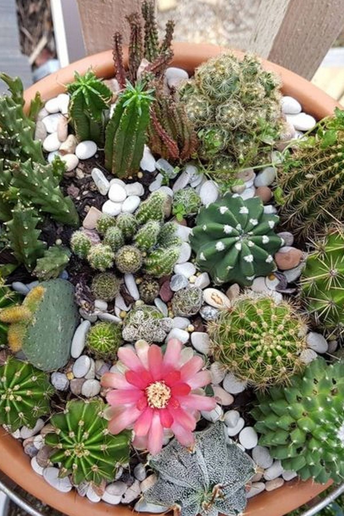 HB BOTANIC Karışık Kaktüs Tohumu + Özel Gübre / 20 Adet Tohum