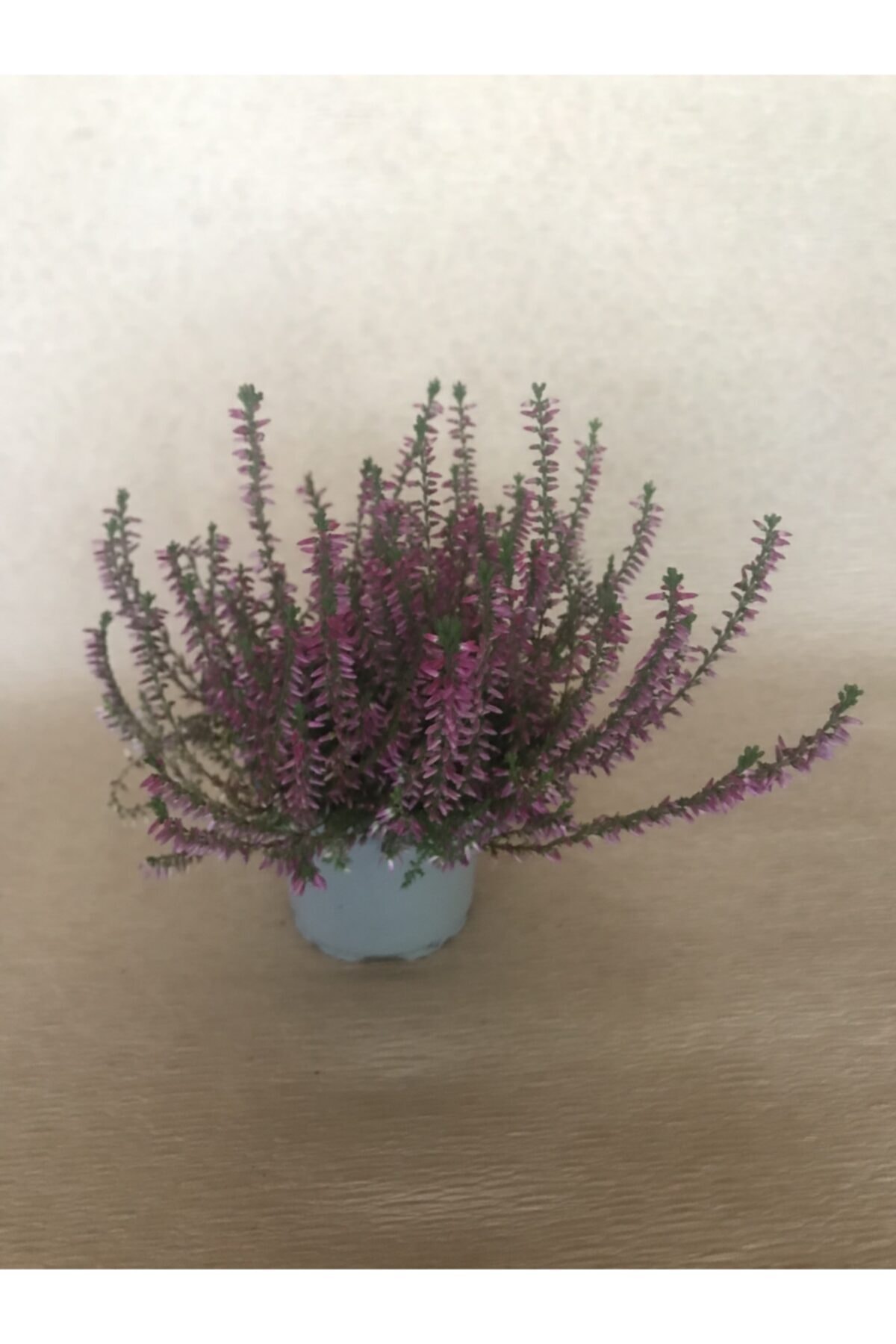 Elit Çiçek Sarayı Erica Çiçeği