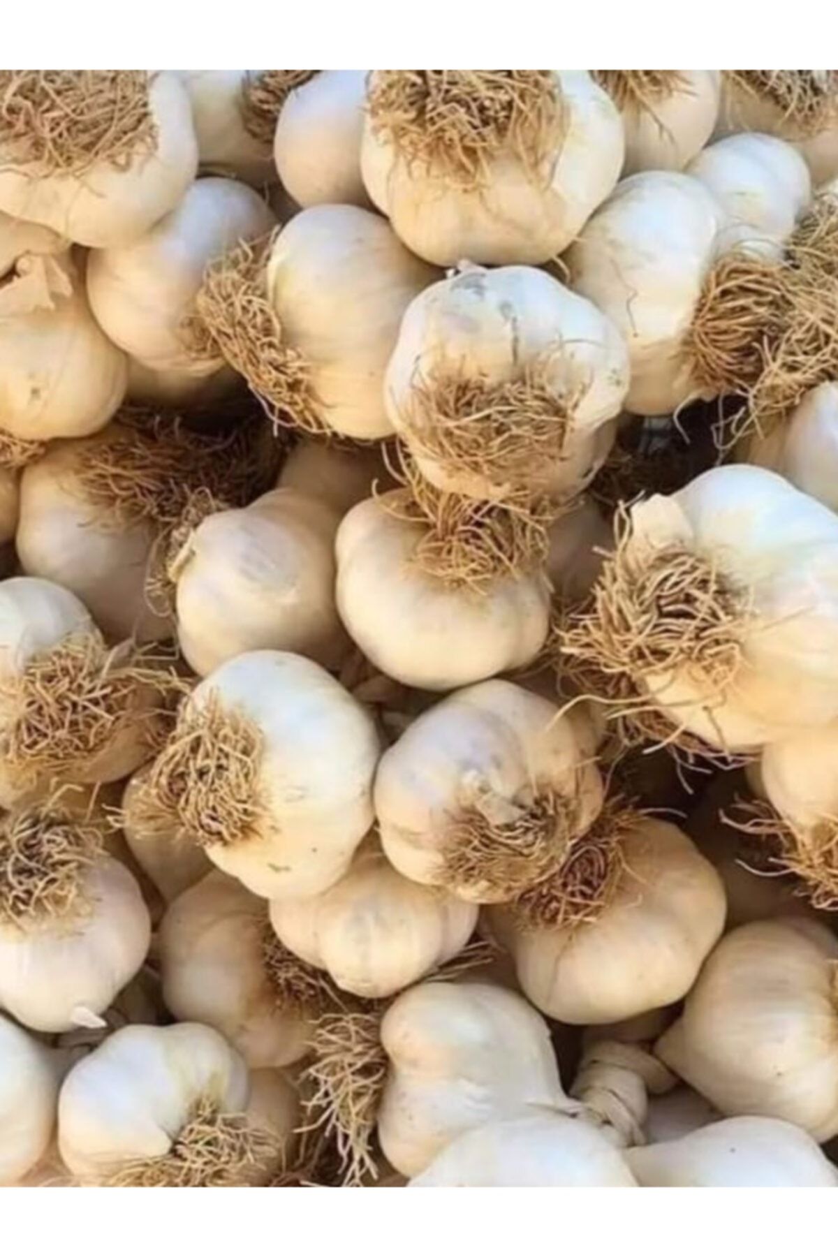 Pınarbaşı Taşköprü Sarımsak