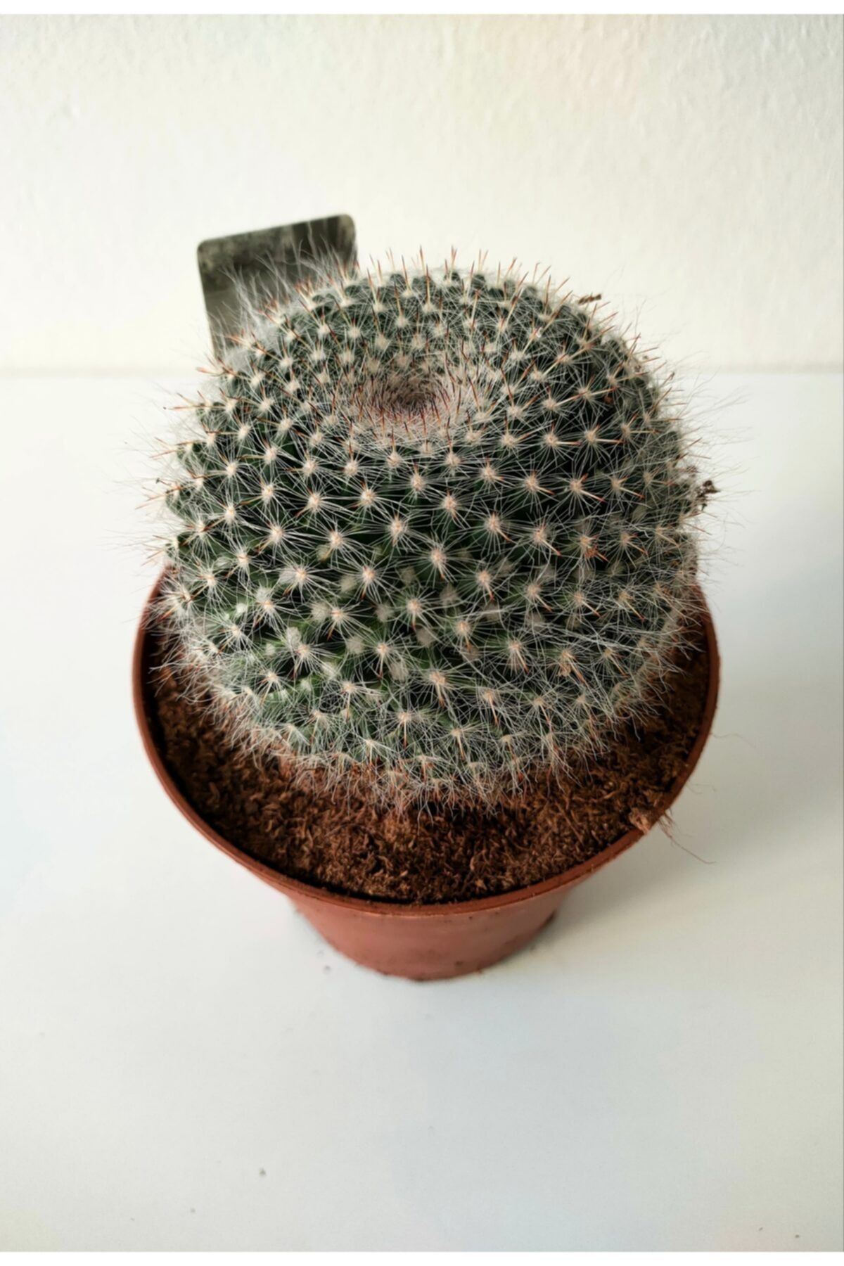 SAHRAFLORA Ithal Kaktüs
