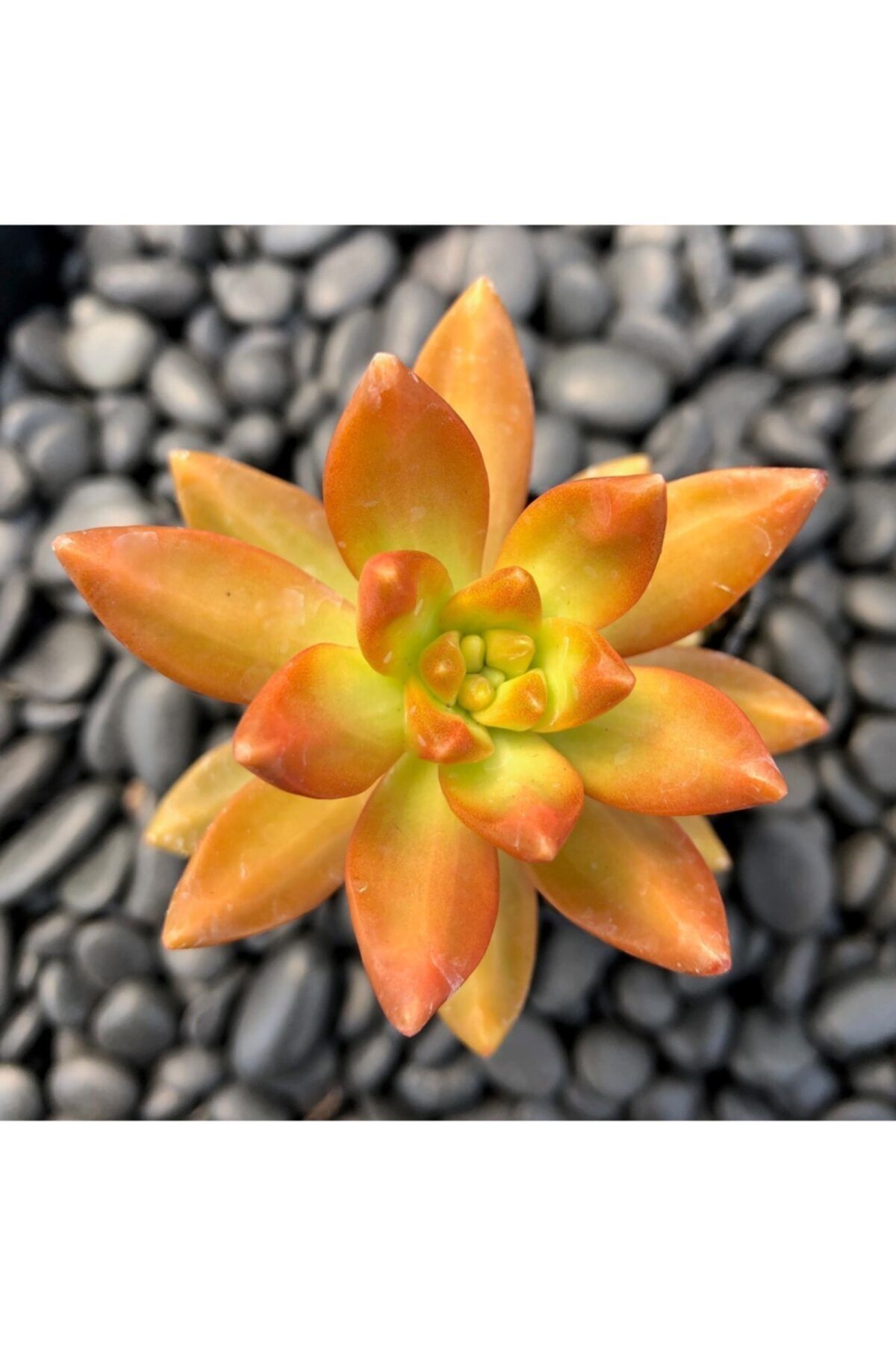GoldLotus Fire Storm Sukulent