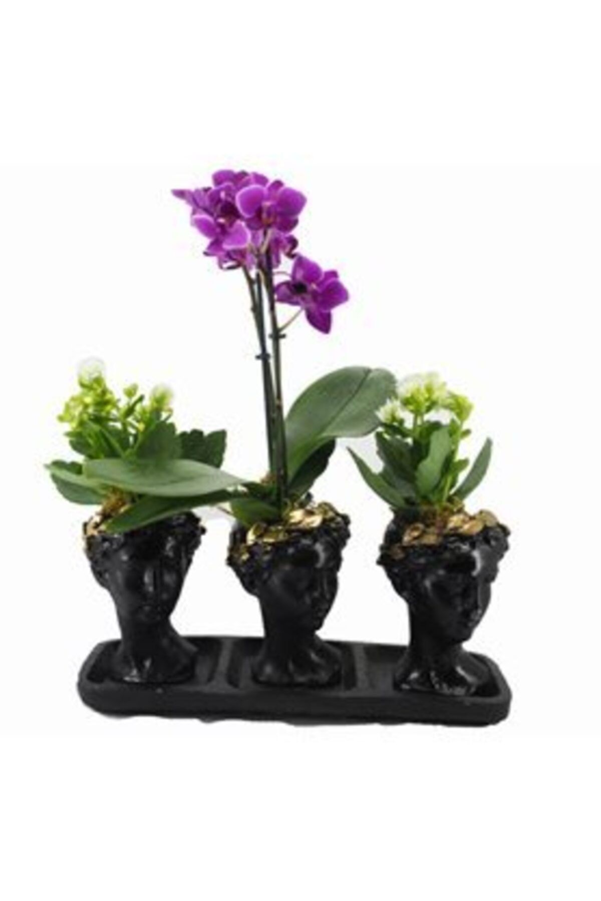 Hediye Çiçek Çift Dal Mor Orkide Çiçek & Beyaz Kalanşo Kalanchoe & Siyah Trio Helen Beton Saksıda Canlı Çiçek