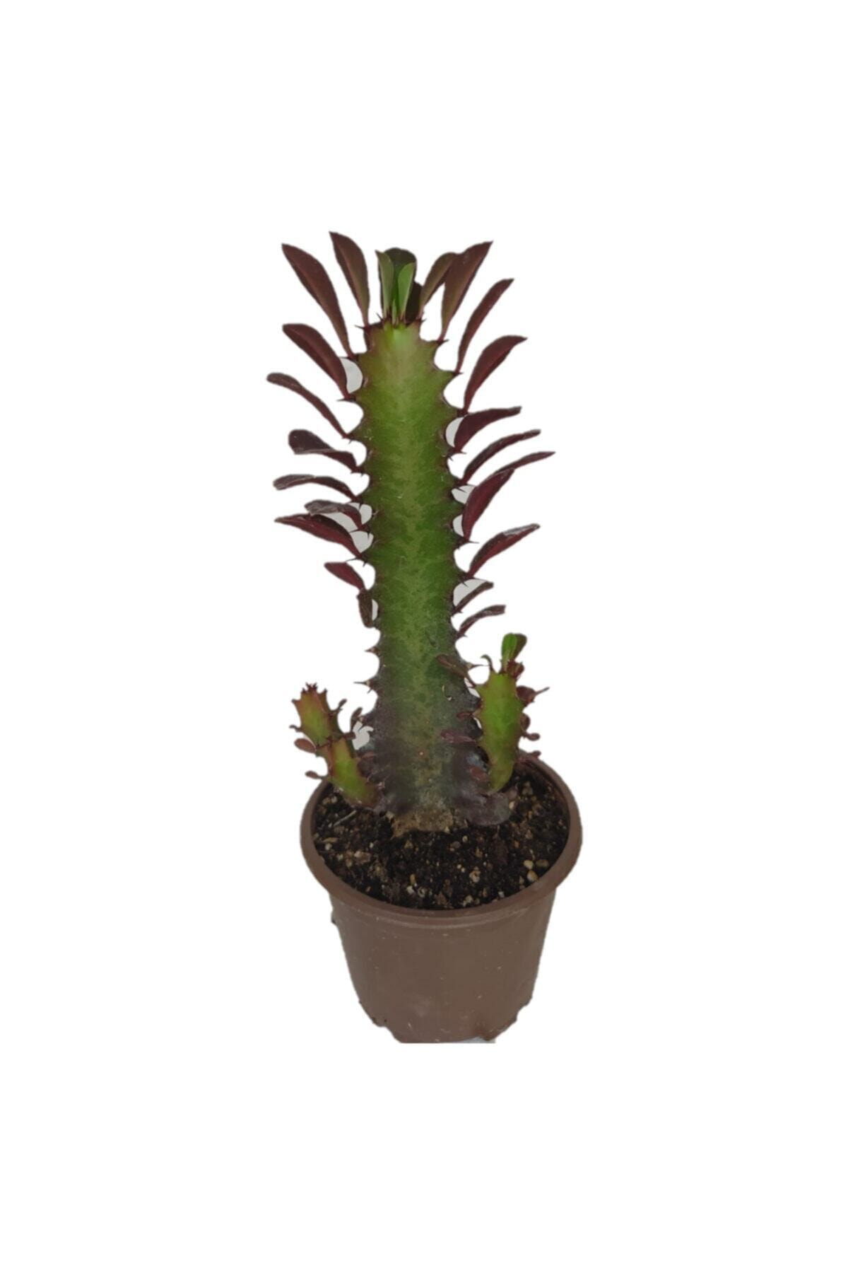 Deneme Zamanı Euphorbia Trigona Rubra Kaktüs Kırmızı Süt Ağacı 20/30 Cm Arası