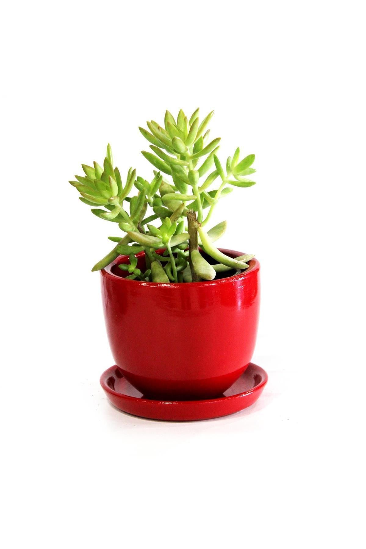 ÇiçekAntalya Çiçek Antalya Sedum Sukulent Kaktüs Kırmızı Saksı