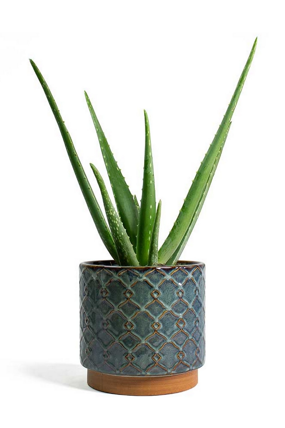 HB BOTANIC Sarısabır Aloe Vera Tohumu / 5 Adet Tohum