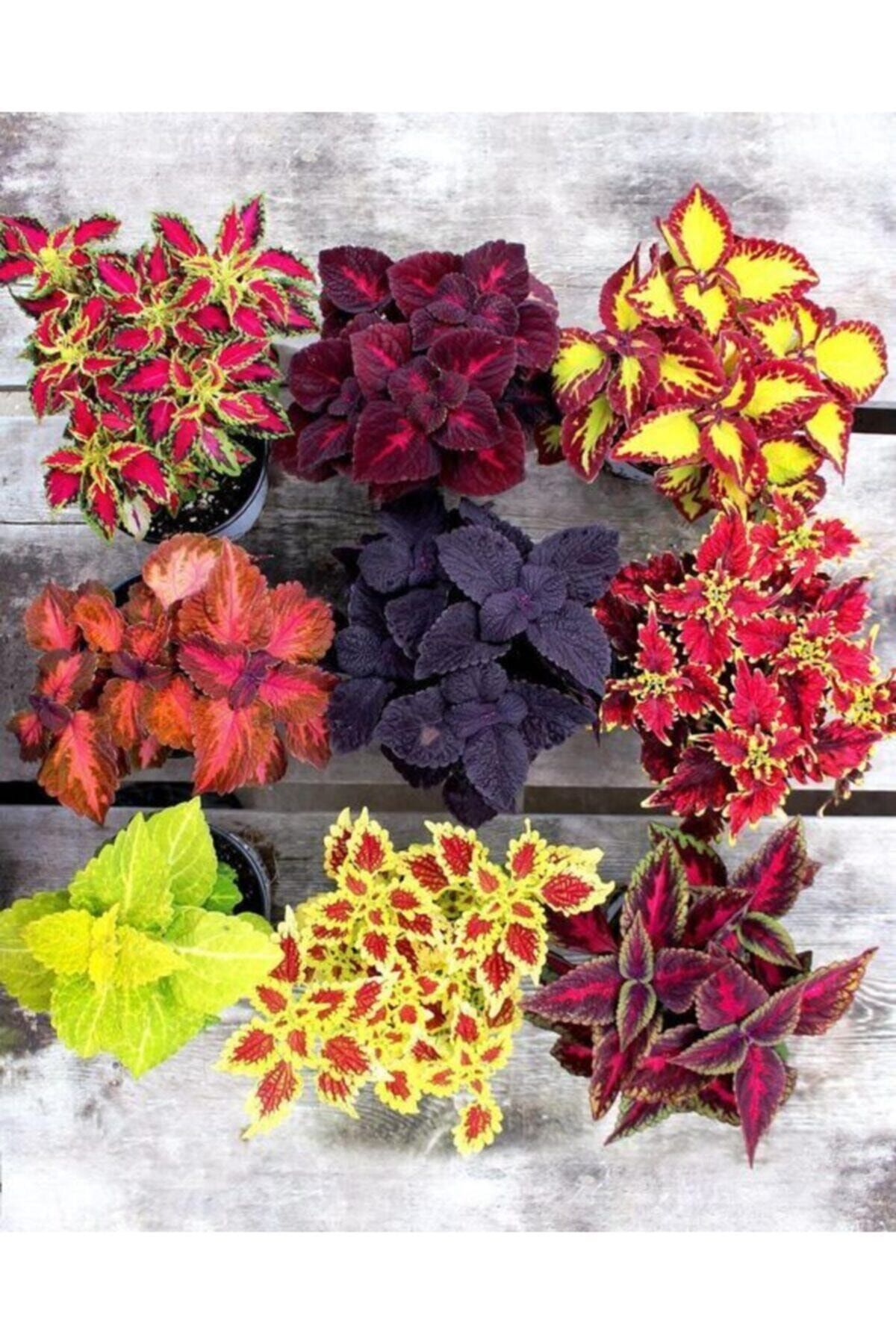 GARDENYA TOHUMCULUK 10 Adet Karışık Kolyos Çiçek Tohumu