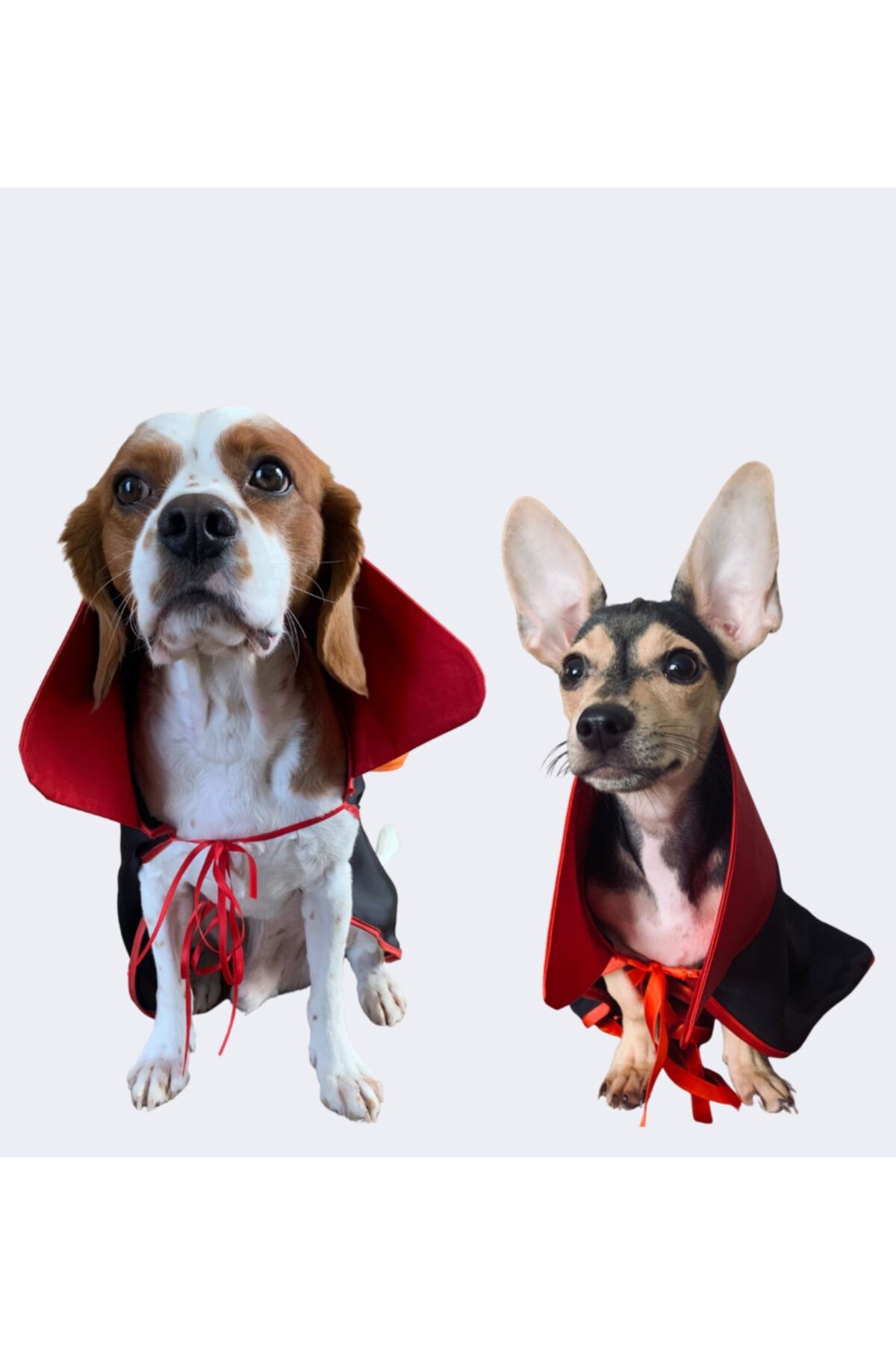 PanDog Dracula Kedi/köpek Kostümü