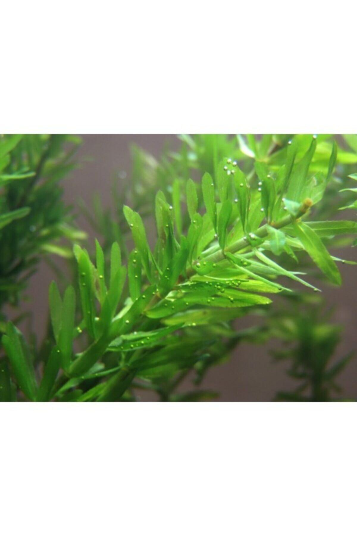 Sakura Egeria Densa (eledoa)
