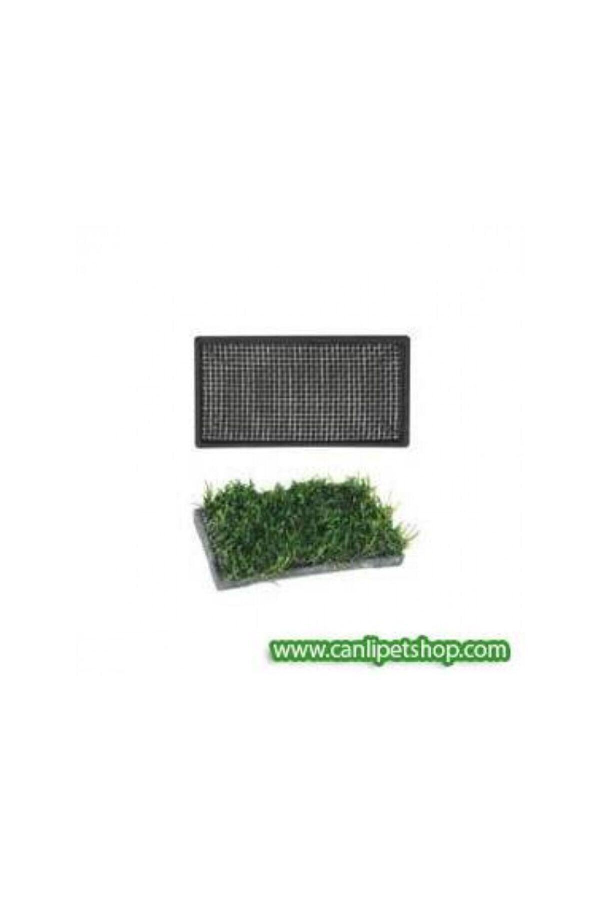 TROPİKAL Moss Ekili Ista Dikdörtgen Seramik Tabanlı Çelik Bitki Teli 10x5 Cm