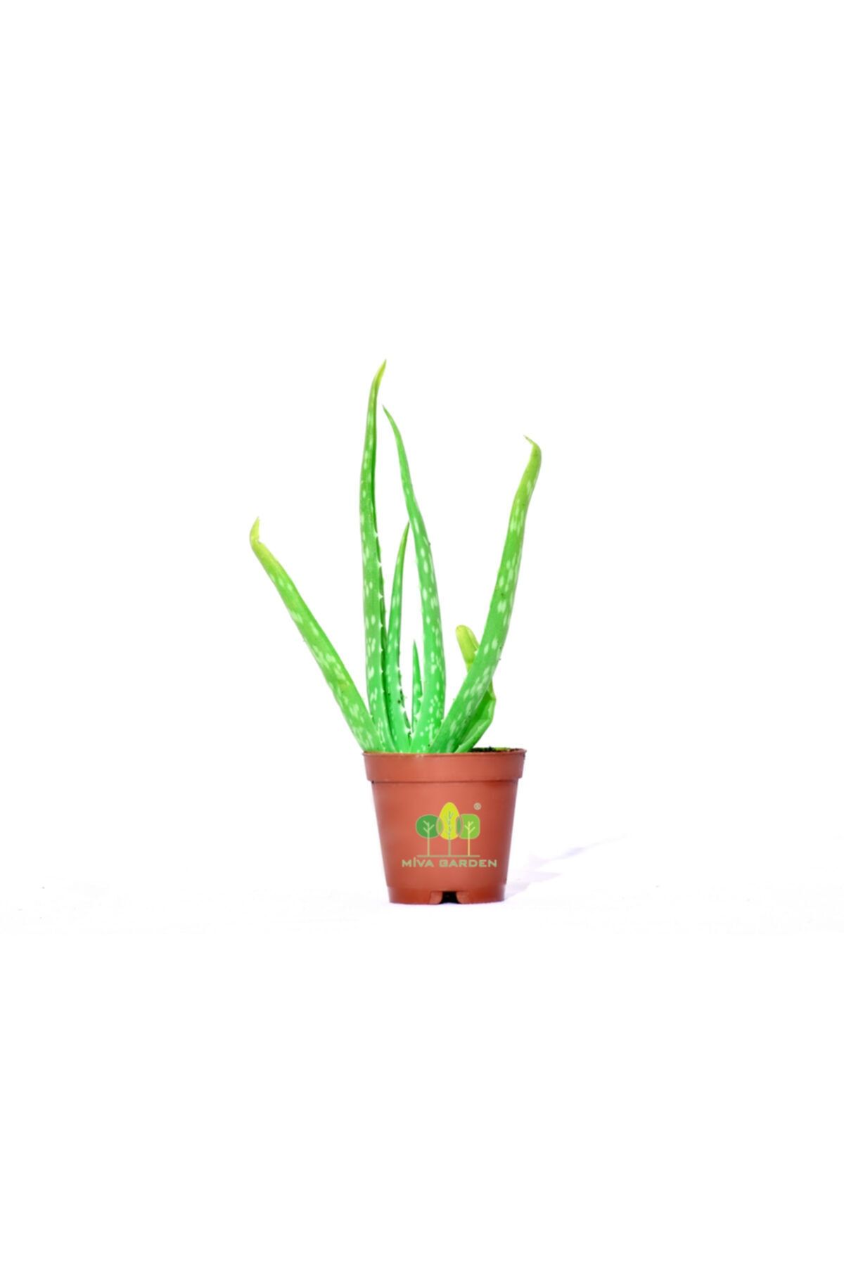MİVA GARDEN Aloe Vera 4'lü