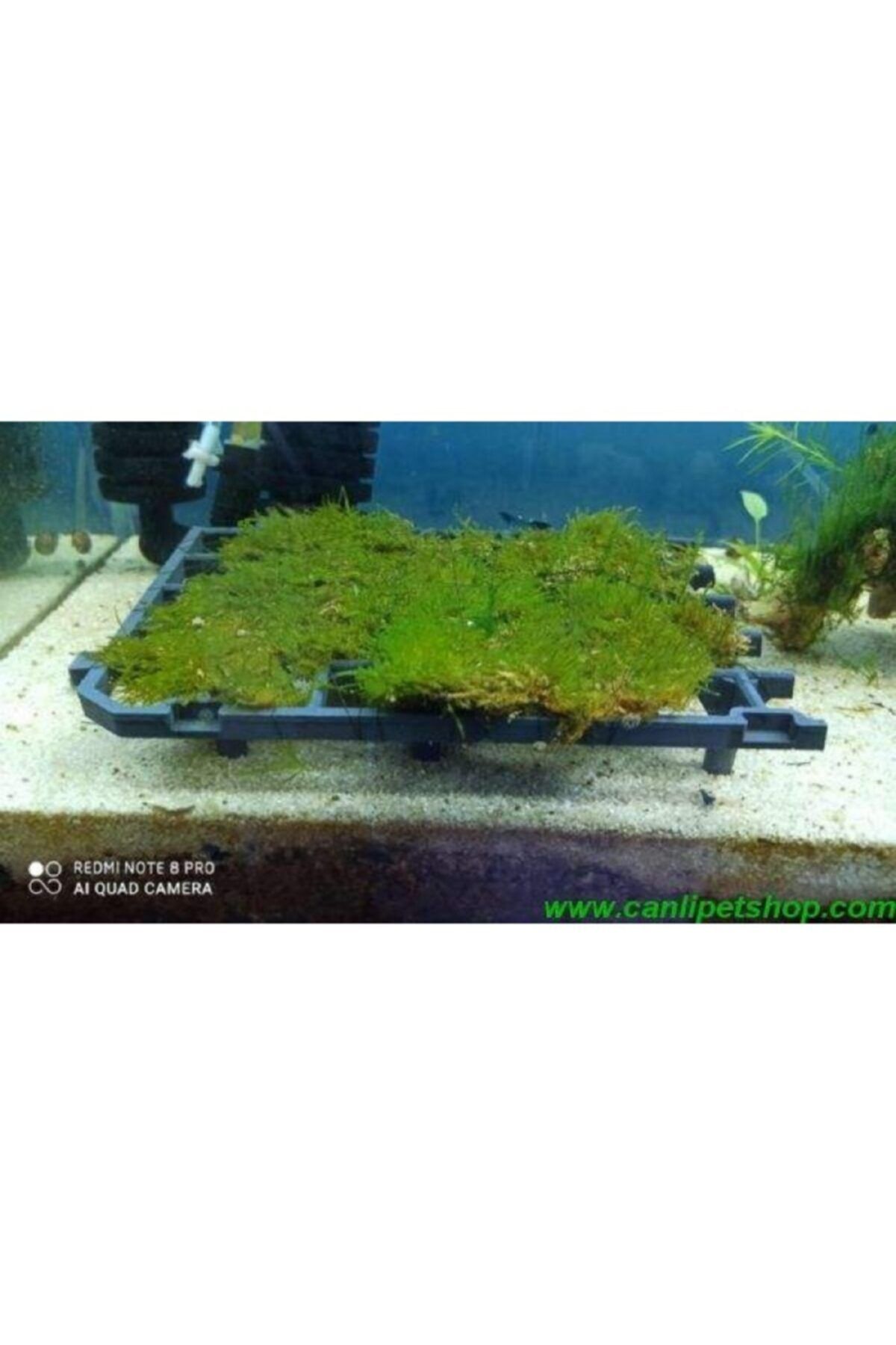 TROPİKAL Moss Sarılı Platform 15 X 15 Cm