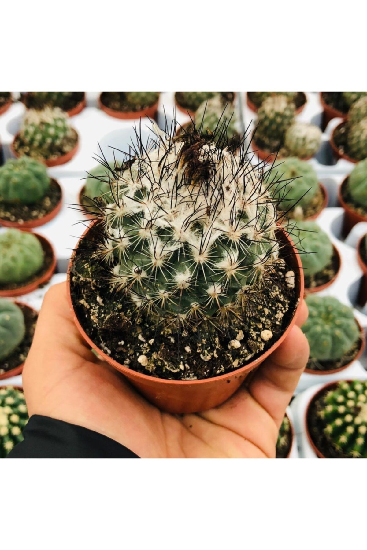 Özen Çiçekçilik Mammillaria Albispina Purple Pembe Çiçek Açan Kaktüs