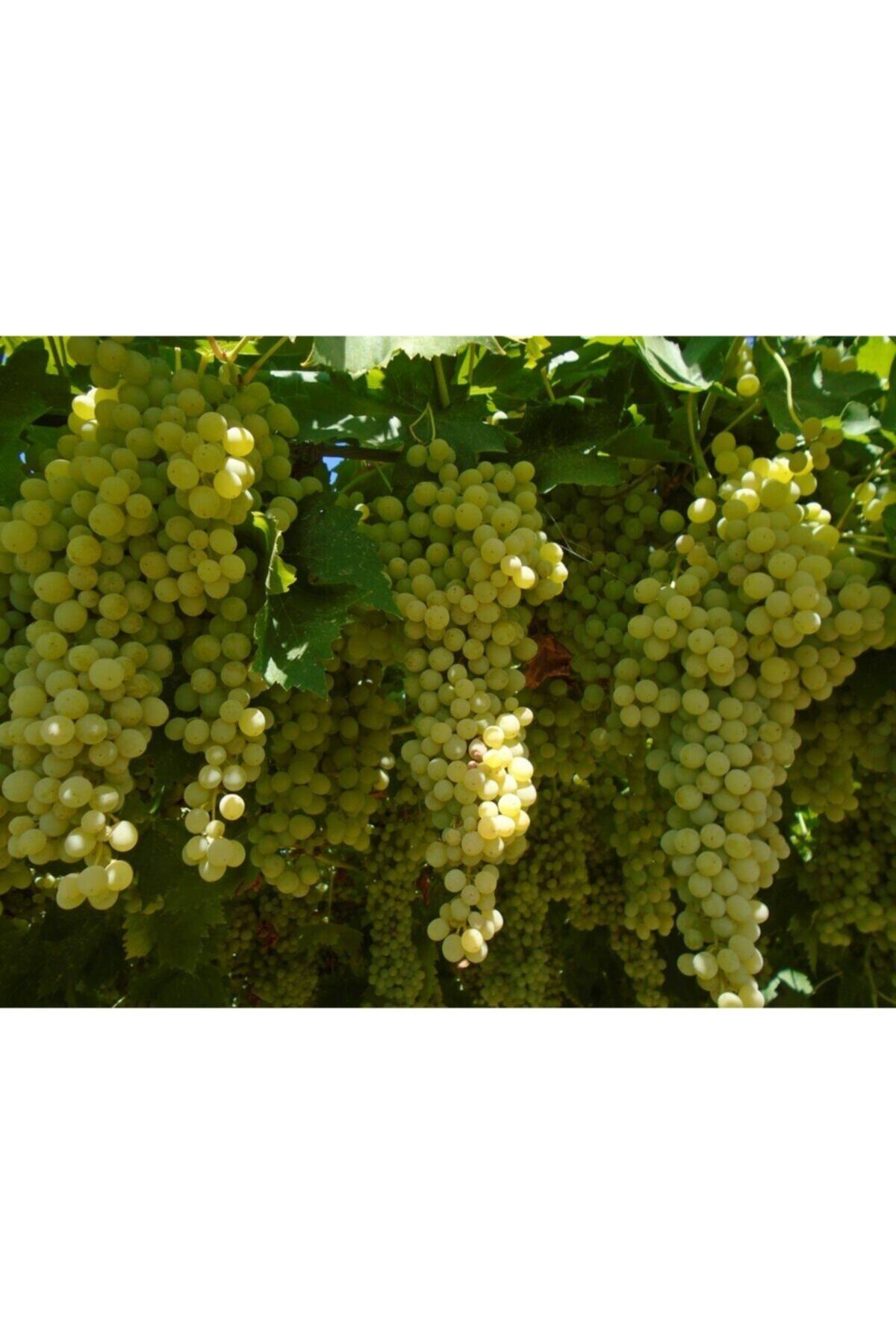 ruzgarbotanik Thompson Seedless Üzüm Asması Fidanı 2 Yaşında