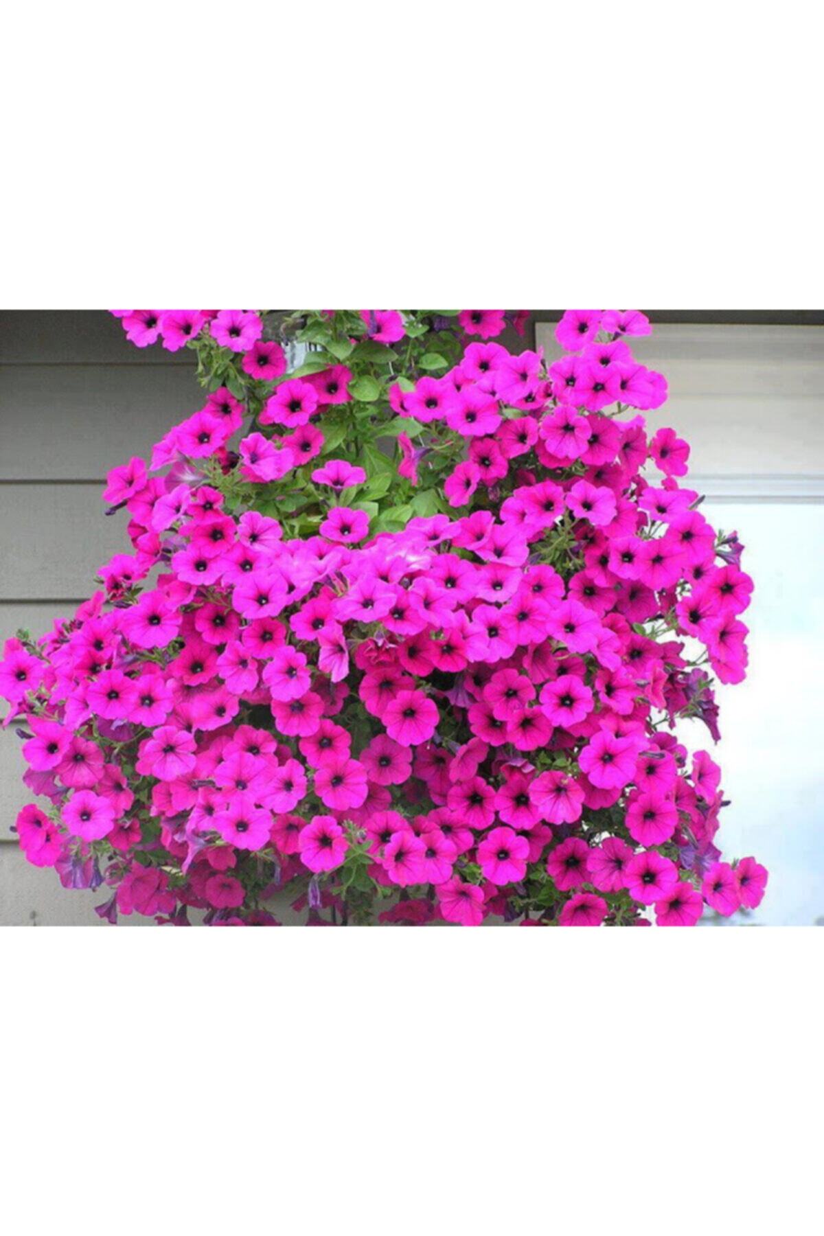 Evdeki Bahçem Pembe Çiçek Yetiştirme Kiti Petunya