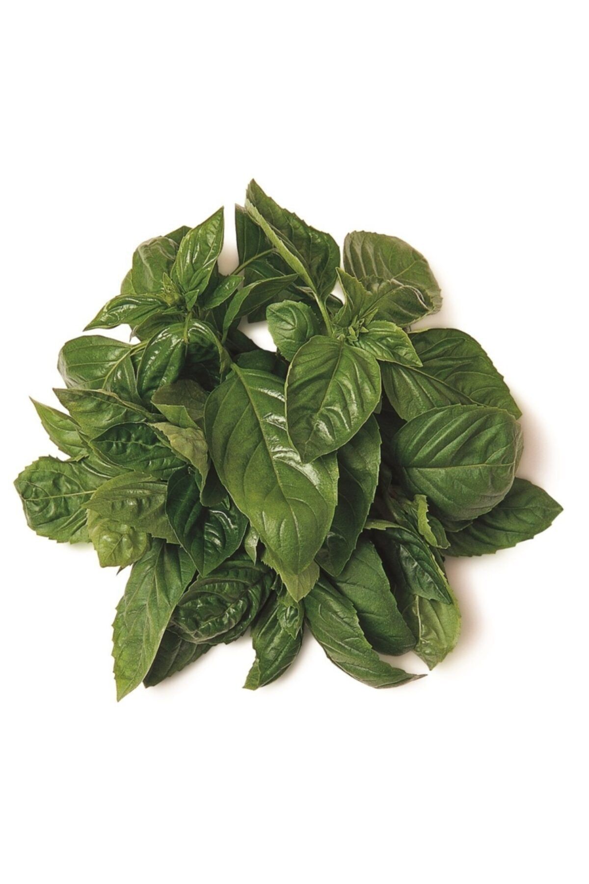 Erüst Chef's Garden Tropikal Sepet Fesleğen Basil 25 gr