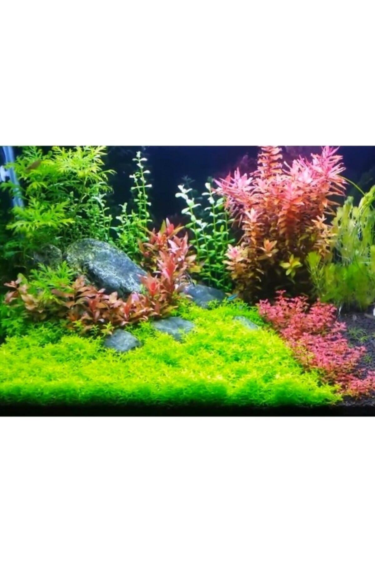 Atlas Kumandalı Beyaz Akvaryum Led Aydınlatma  100cm