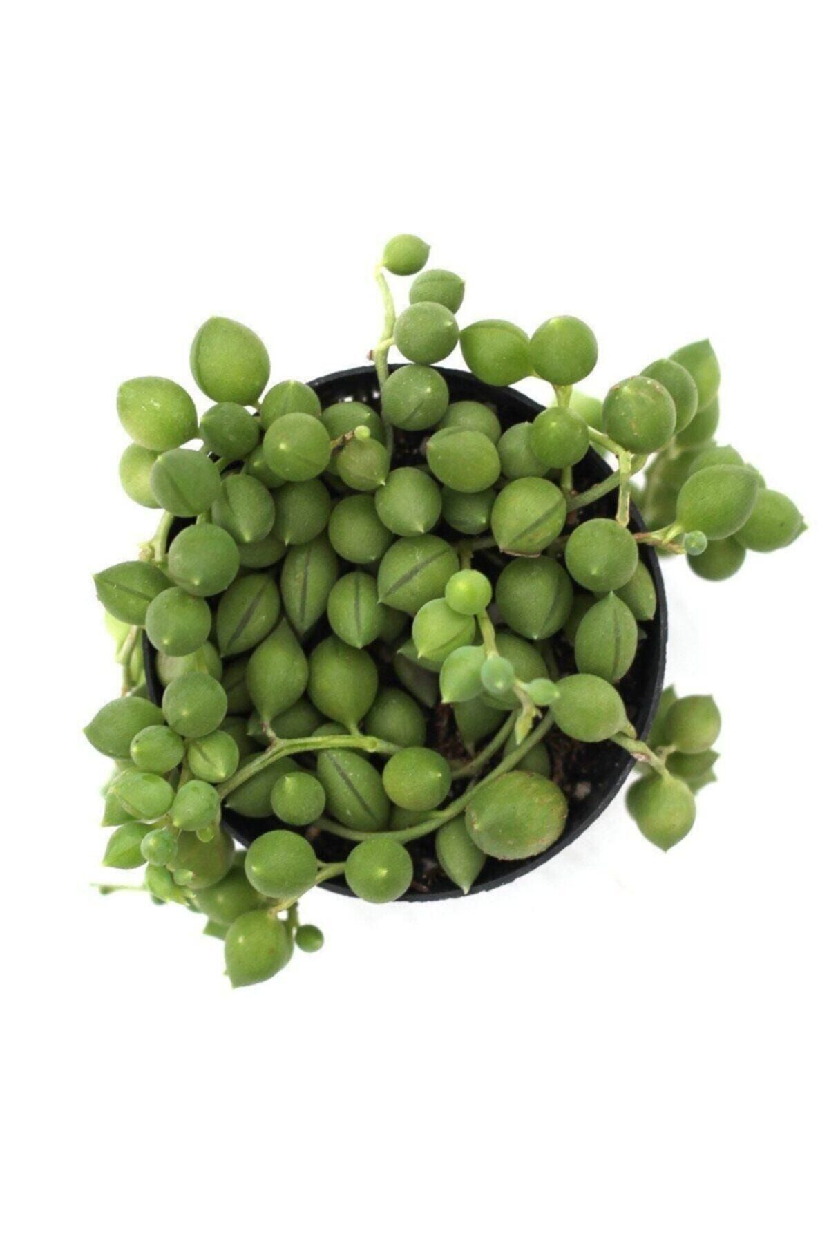 LEVANT Senecio Herreianus Raindrops Boncuk Çiçeği