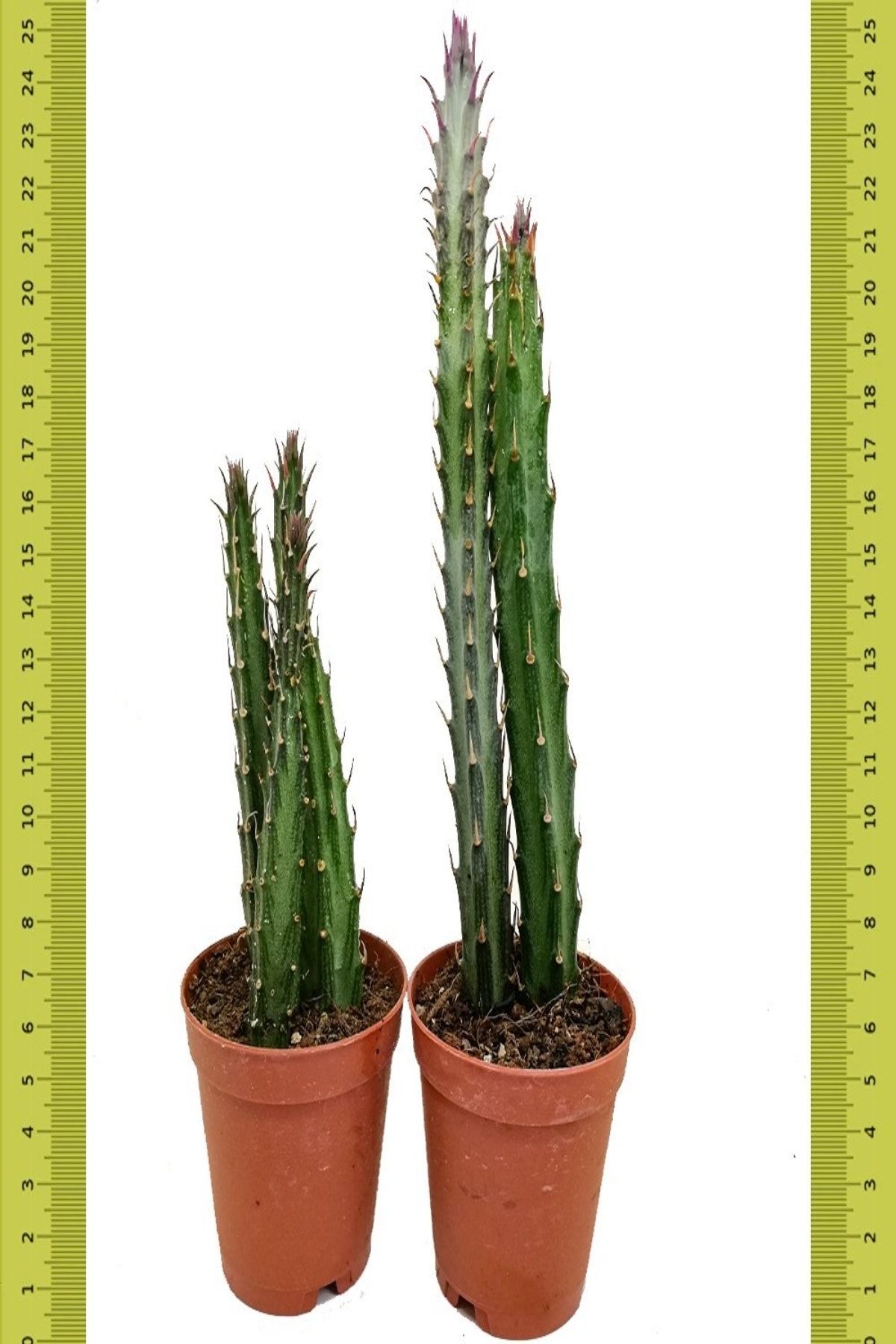İdea Bahçe Senecio Stapeliiformis Kaktüs (saksıda)