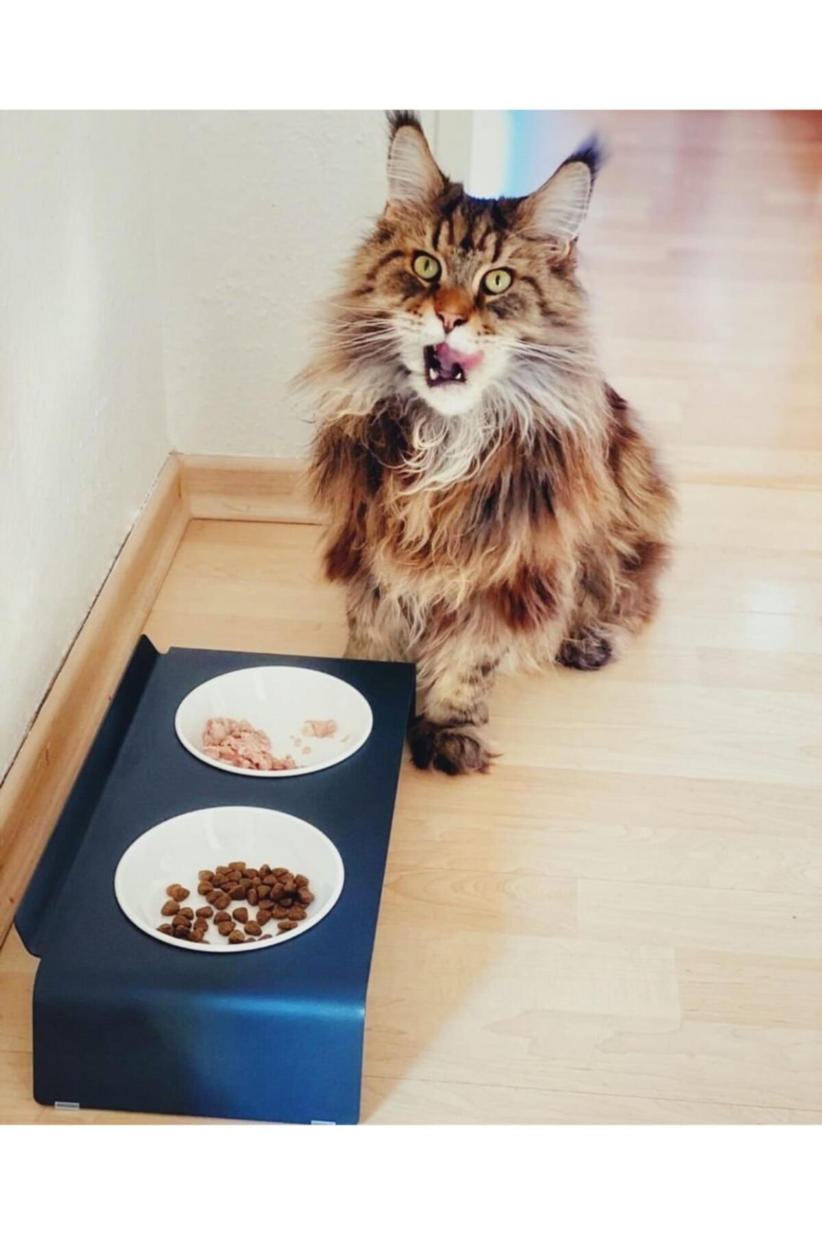 Conceptione Kedi Besleme Istasyonu/kaymaz Kase/besleme Kabı Ve Su Istasyonu