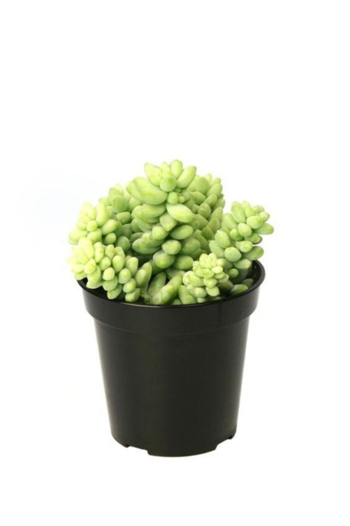 GoldLotus Sedum Morganianum Sukulent