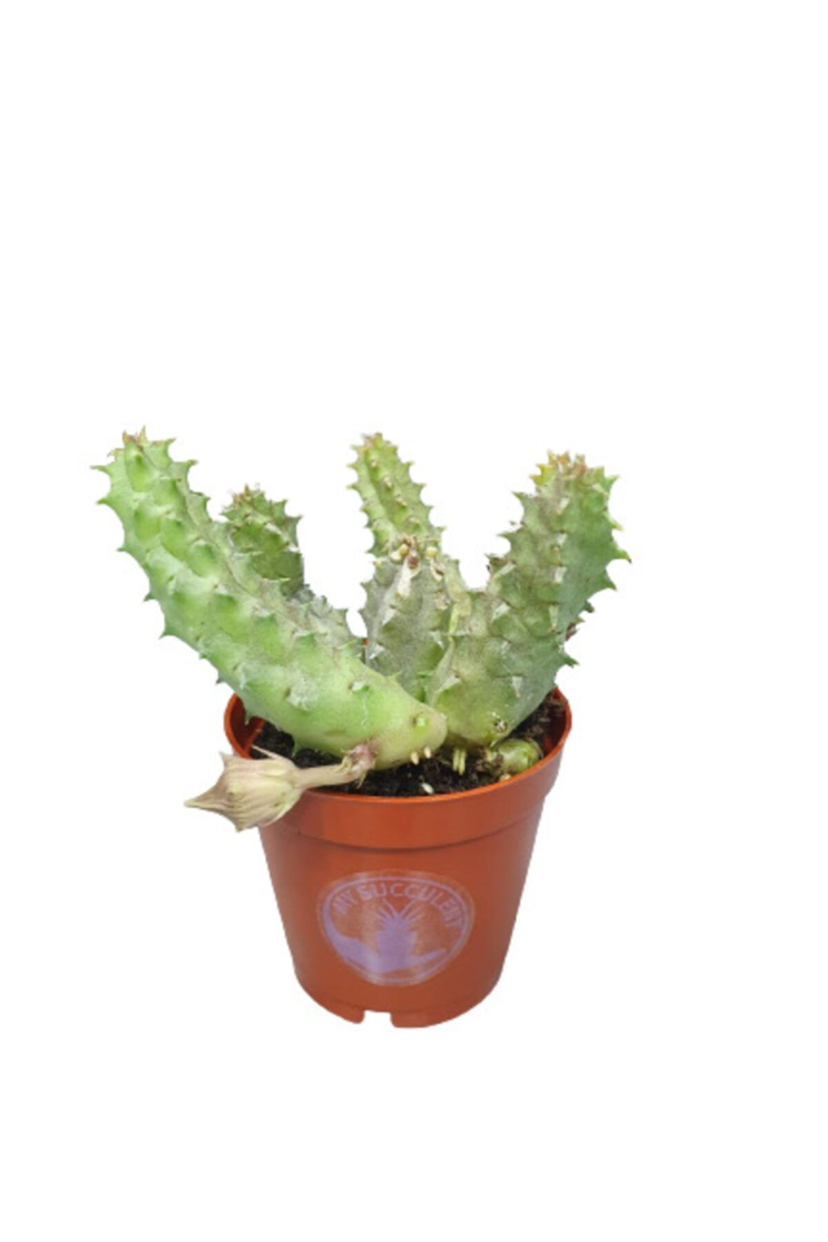 My Succulent Stapelia  Çiçek Açan Stepelia Sukulent