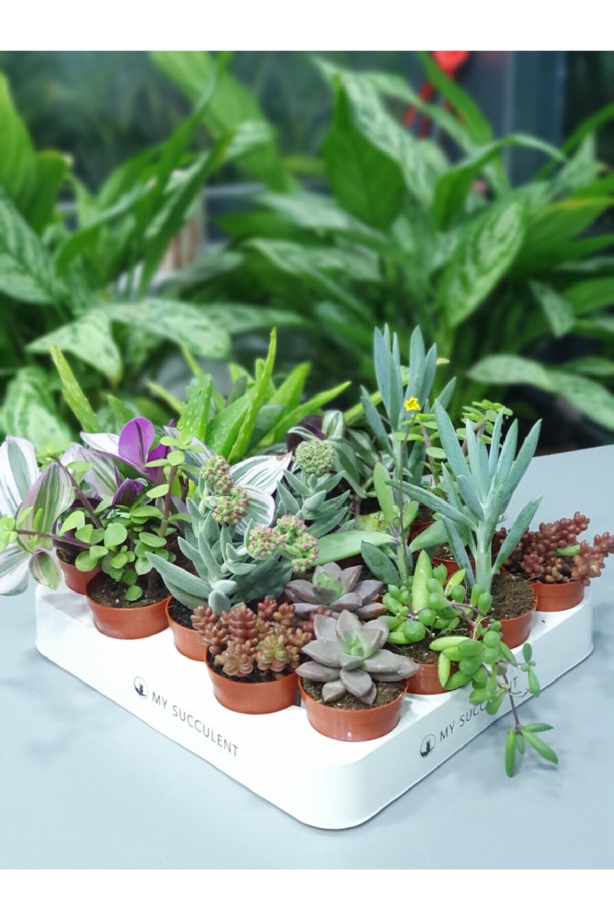 My Succulent Duble Sukulent Mix 20 Adet , 2'şerli Karışık Sukulent 20'li