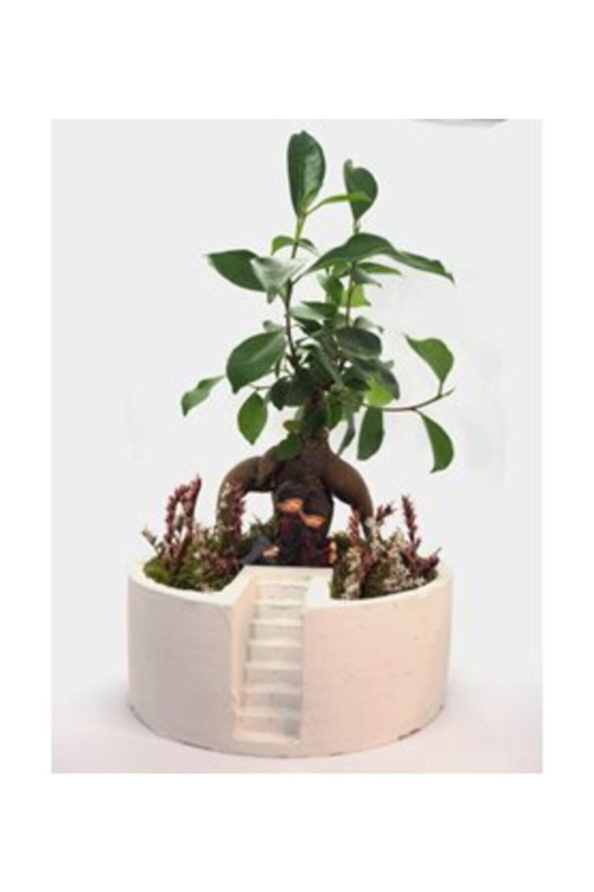 Hasal Süs Bitkileri Ficus Ginseng Bonsai & Beyaz Life Ladder Beton Saksıda Hediyelik Canlı Çiçek