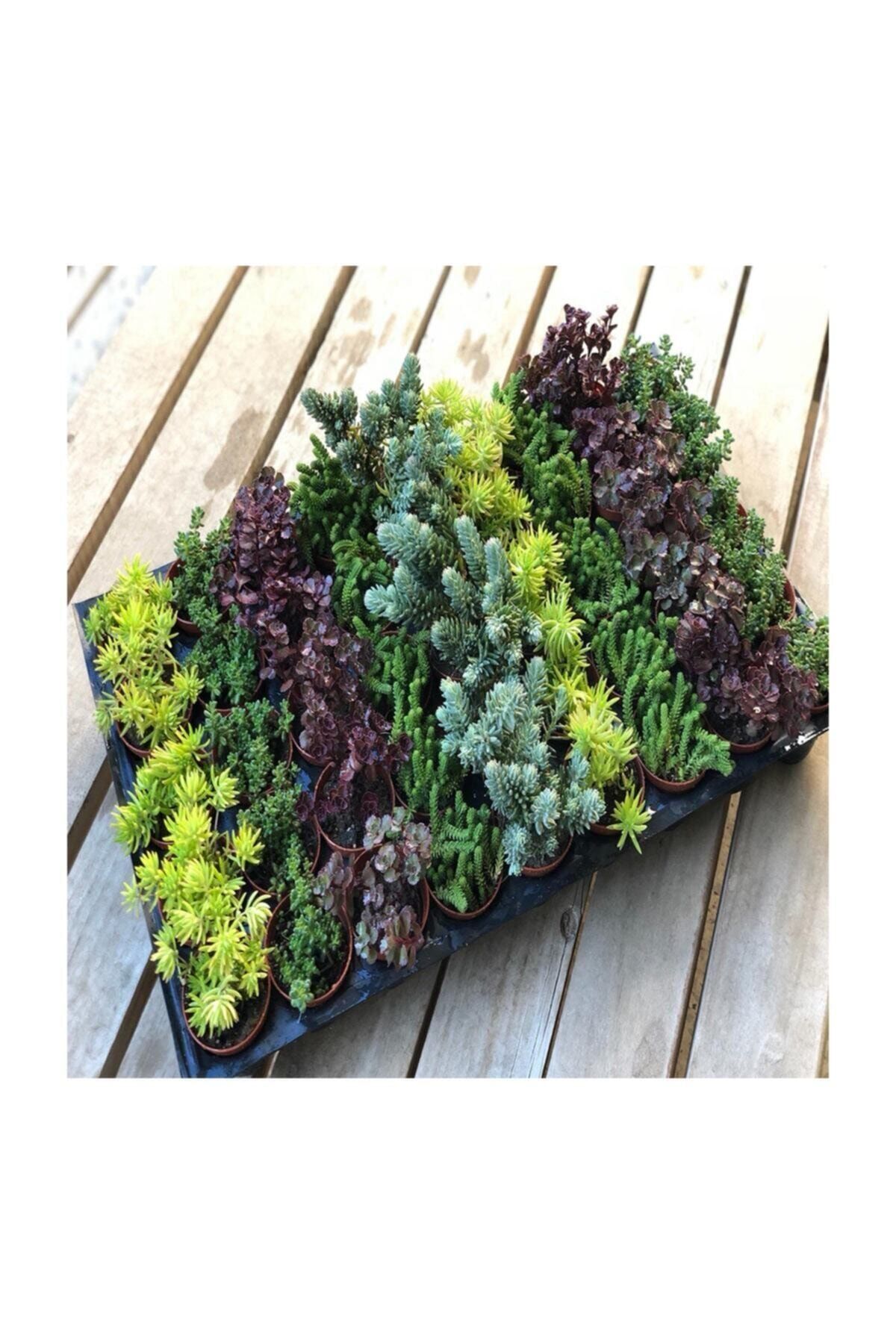 Kaktüs & Sukulent Sukulent Sedum 30 Lu Mix Paketler