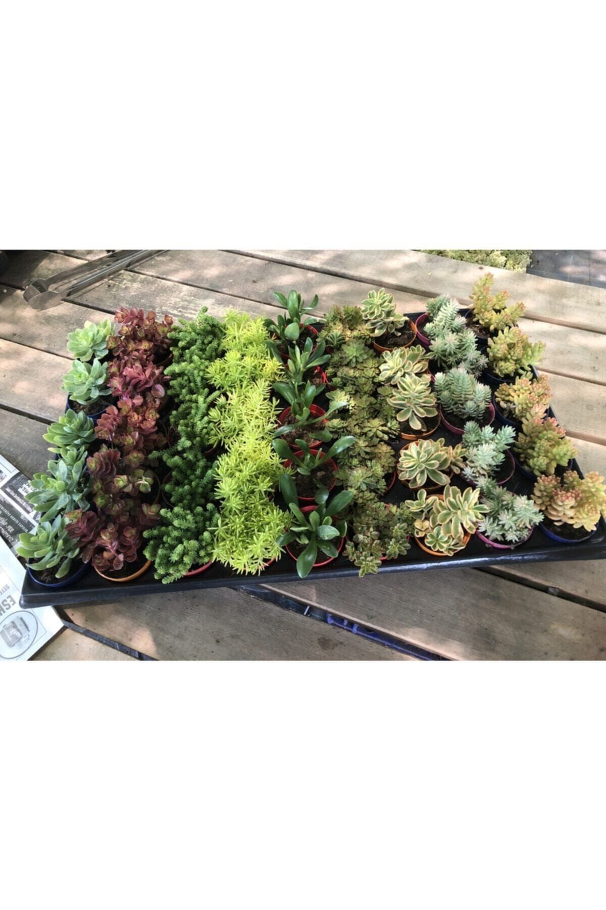 FİDAN PAZARI Sukulent Sedum Karışık 45 Adet