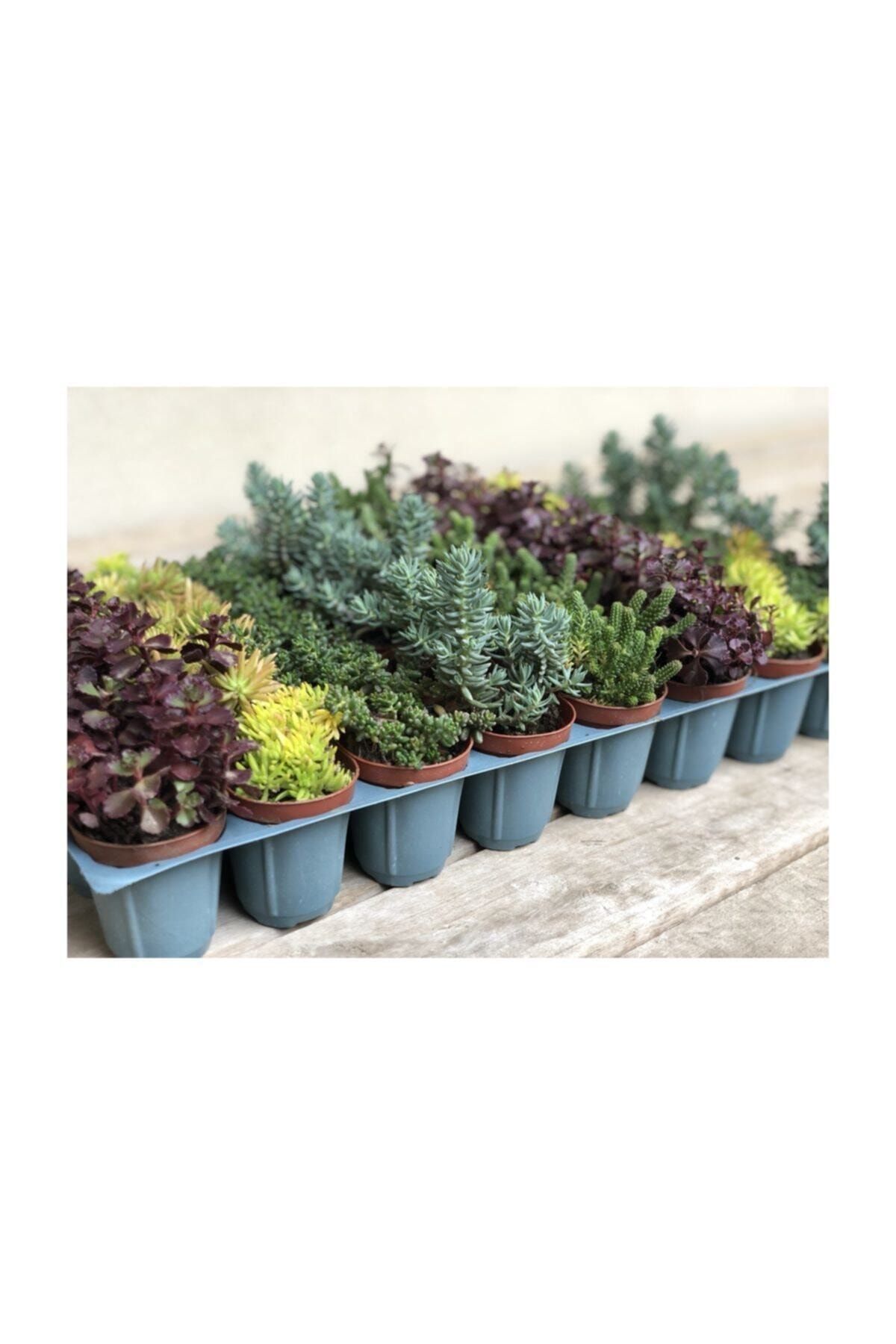FİDAN PAZARI 45 Adet Sedum Sukulent Mix