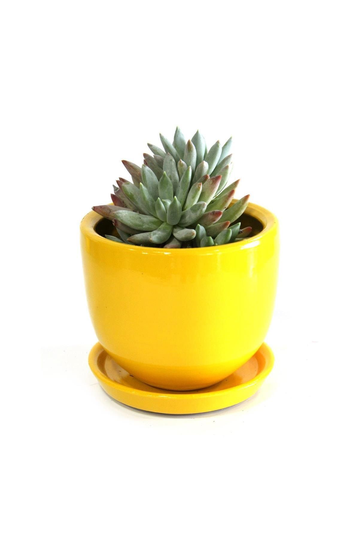 ÇiçekAntalya Çiçek Antalya Pachyphytum Hookeri Sukulent Kaktüs