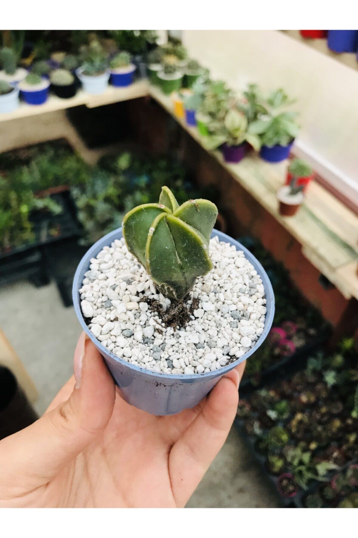 foliumbotanik Astrophytum Myriostigma Var Nudum Özel Tür Kaktüs Desensiz