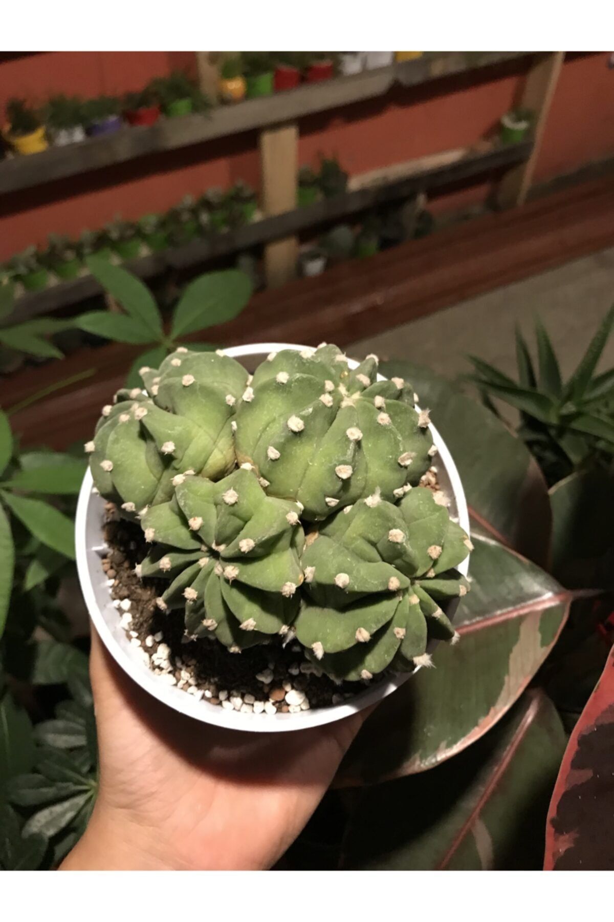foliumbotanik Echinopsis Subdenudata 4lü