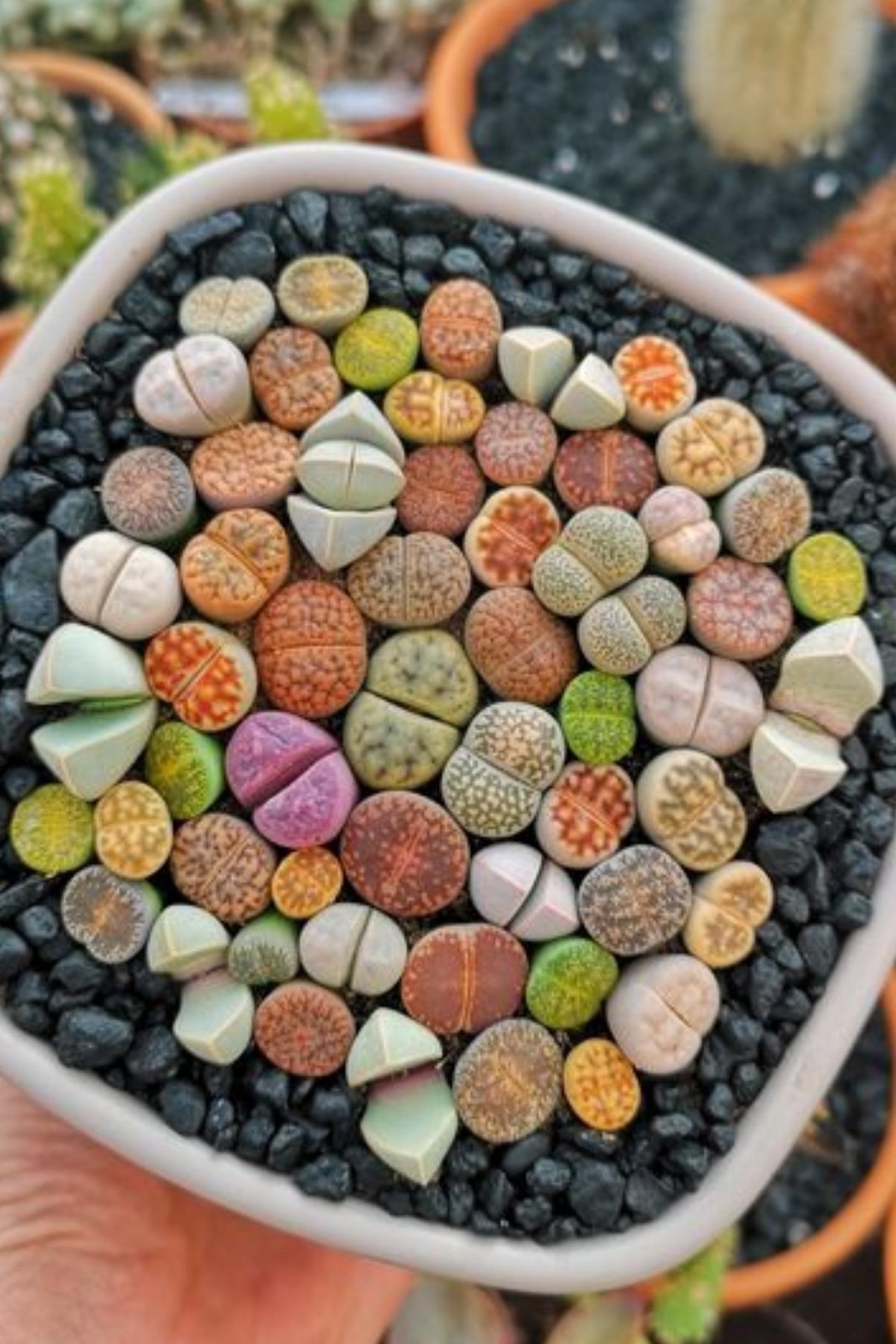 HB BOTANIC Karışık Lithops Taş Çiçek Tohumu / 10 Adet Tohum