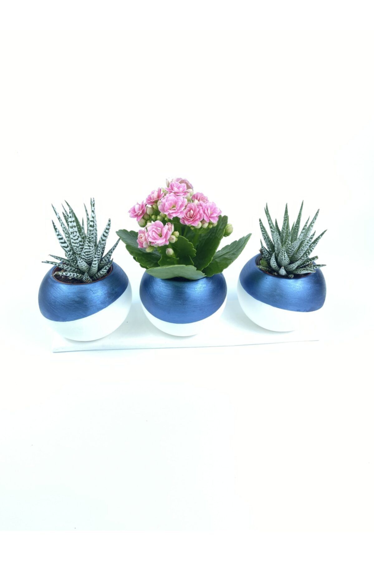 Lavinya Çiçek Kalanchoe 3'lü Hawortia Dekoratif Aranjman
