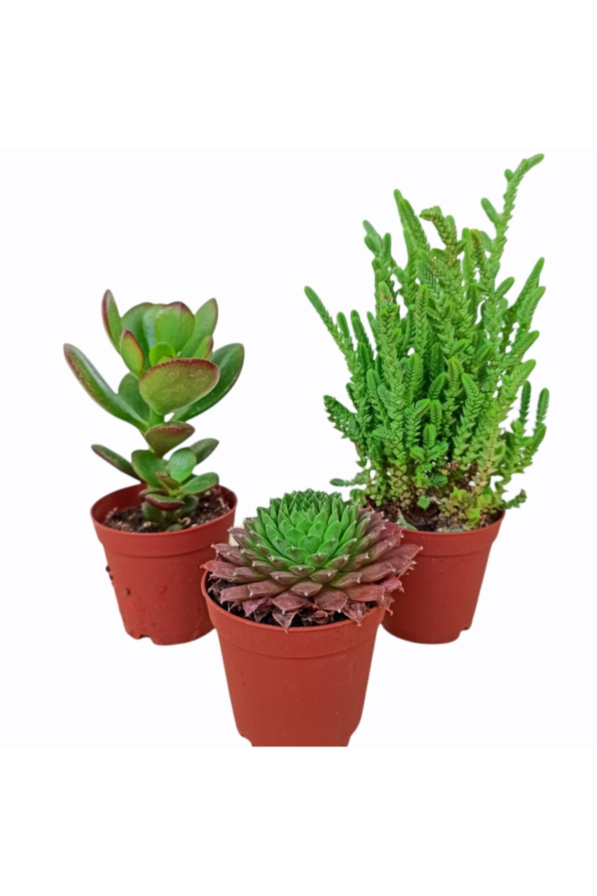 PlantGaraj 3'lü Sukulent Mix Karışık Tür
