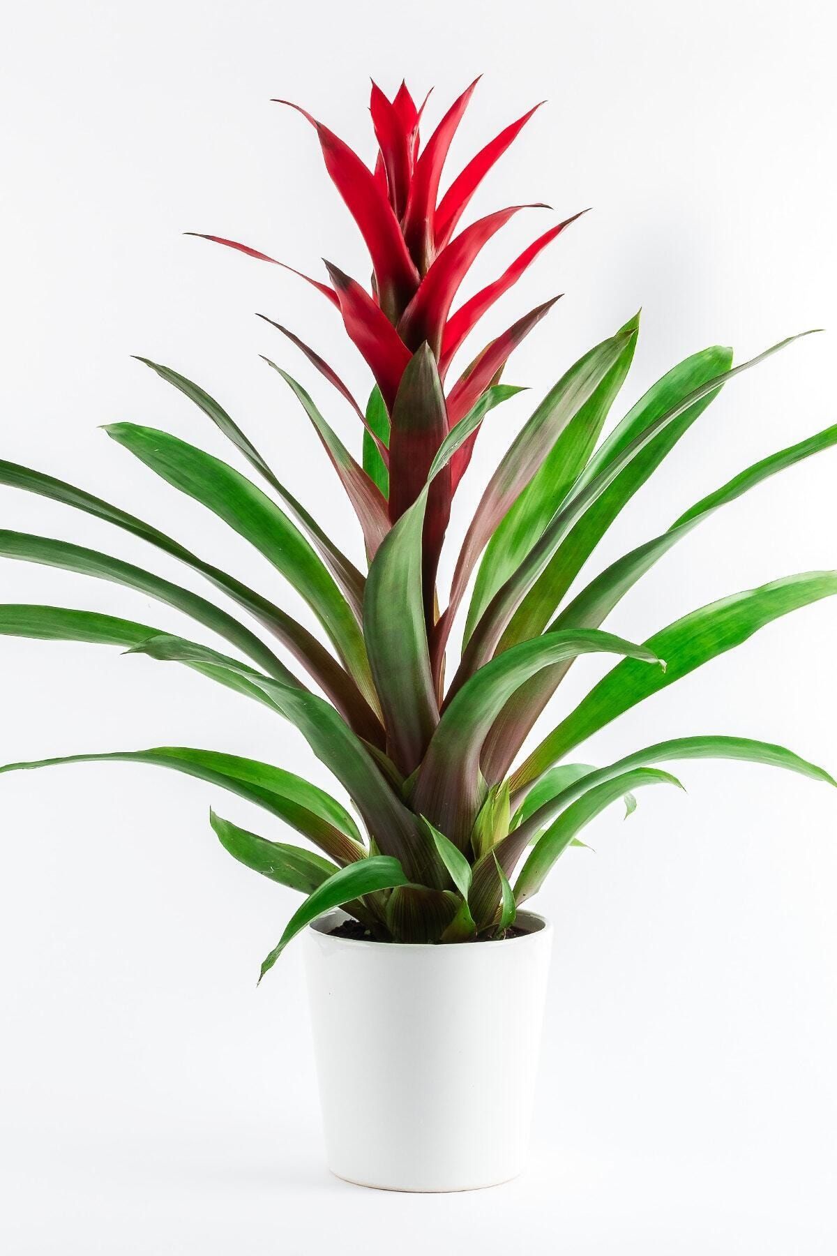Bizim Bahçe Çiçekçilik Guzmania Calypso Red 45-50 Cm 01