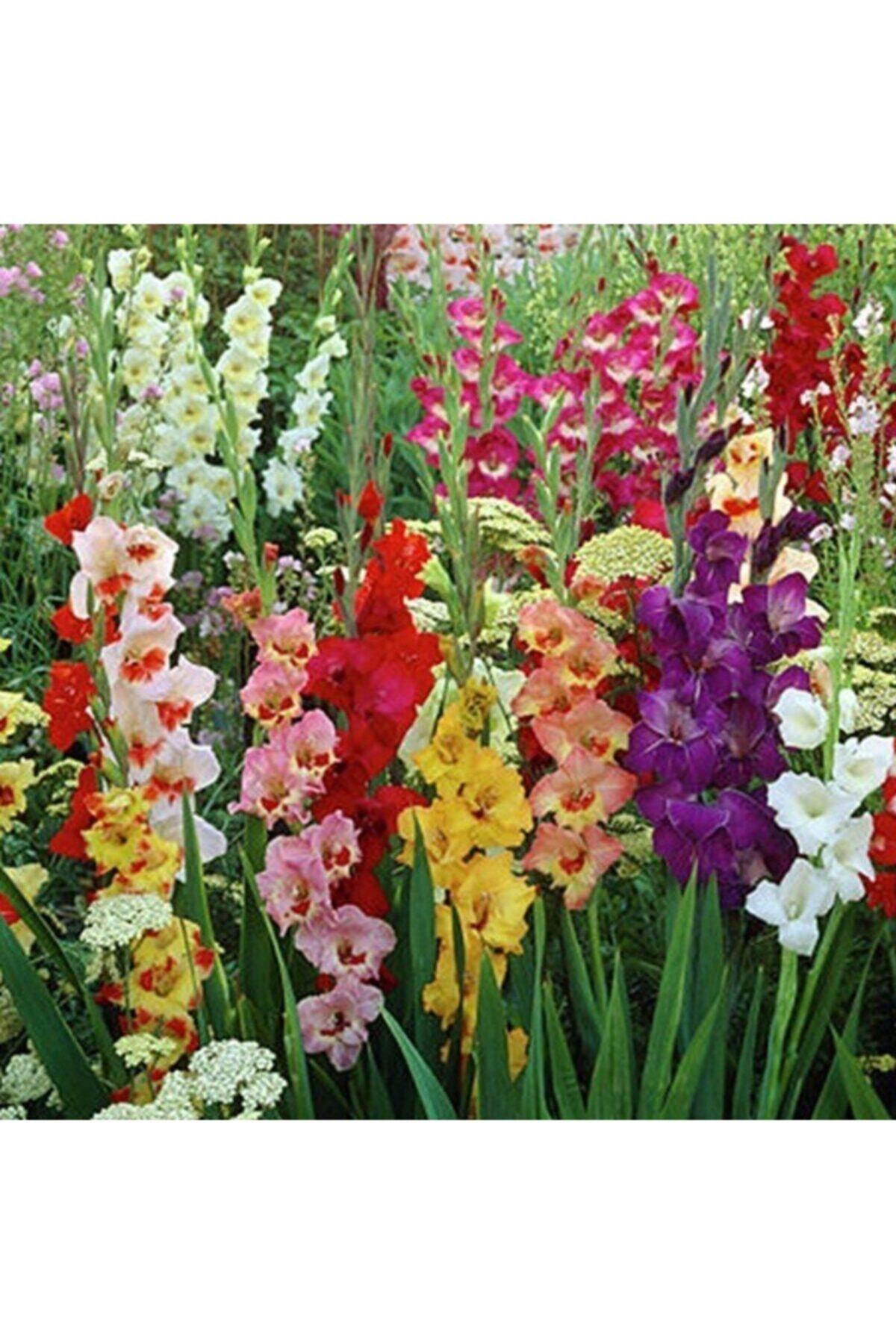 İdeaPazar Karışık Renkli Glayör Çiçeği Soğanı Gladiolus Mixed Swan (4 Adet)