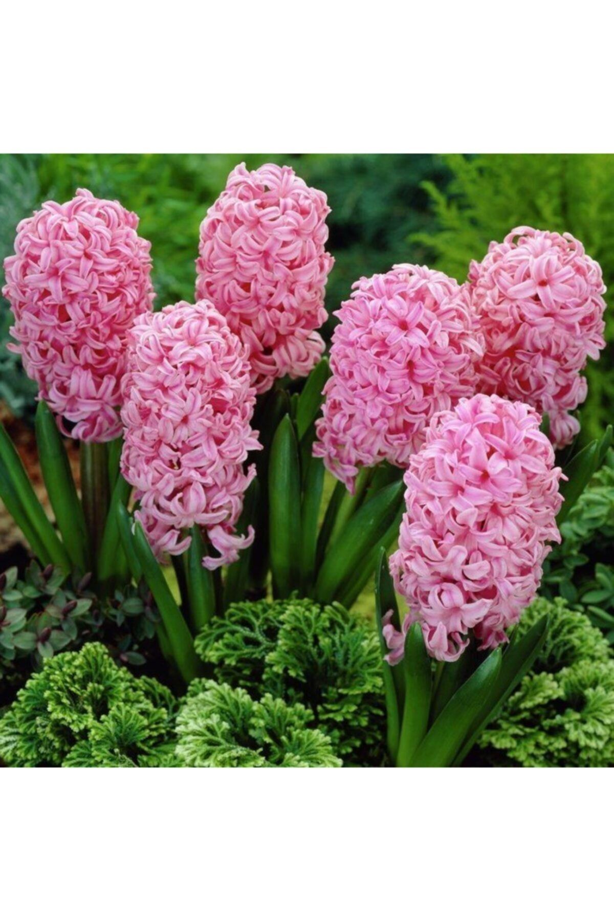 İdeaPazar Yoğun Kokulu Lilac Colorata Fondant Sümbül Soğanı 3 Adet
