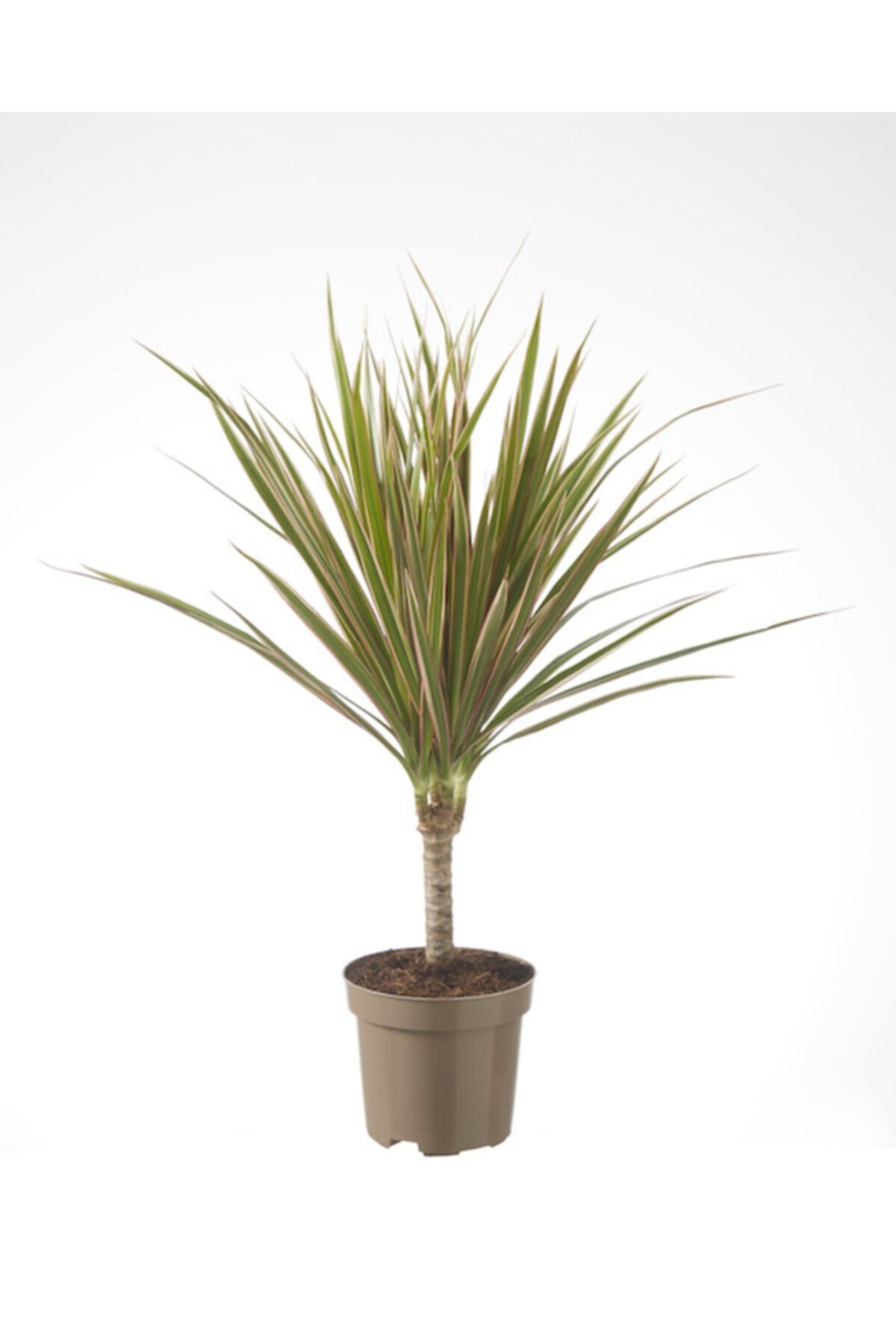 Fidanburada Dracaena Marginata Bicolor-tek Gövdeli 30 Cm
