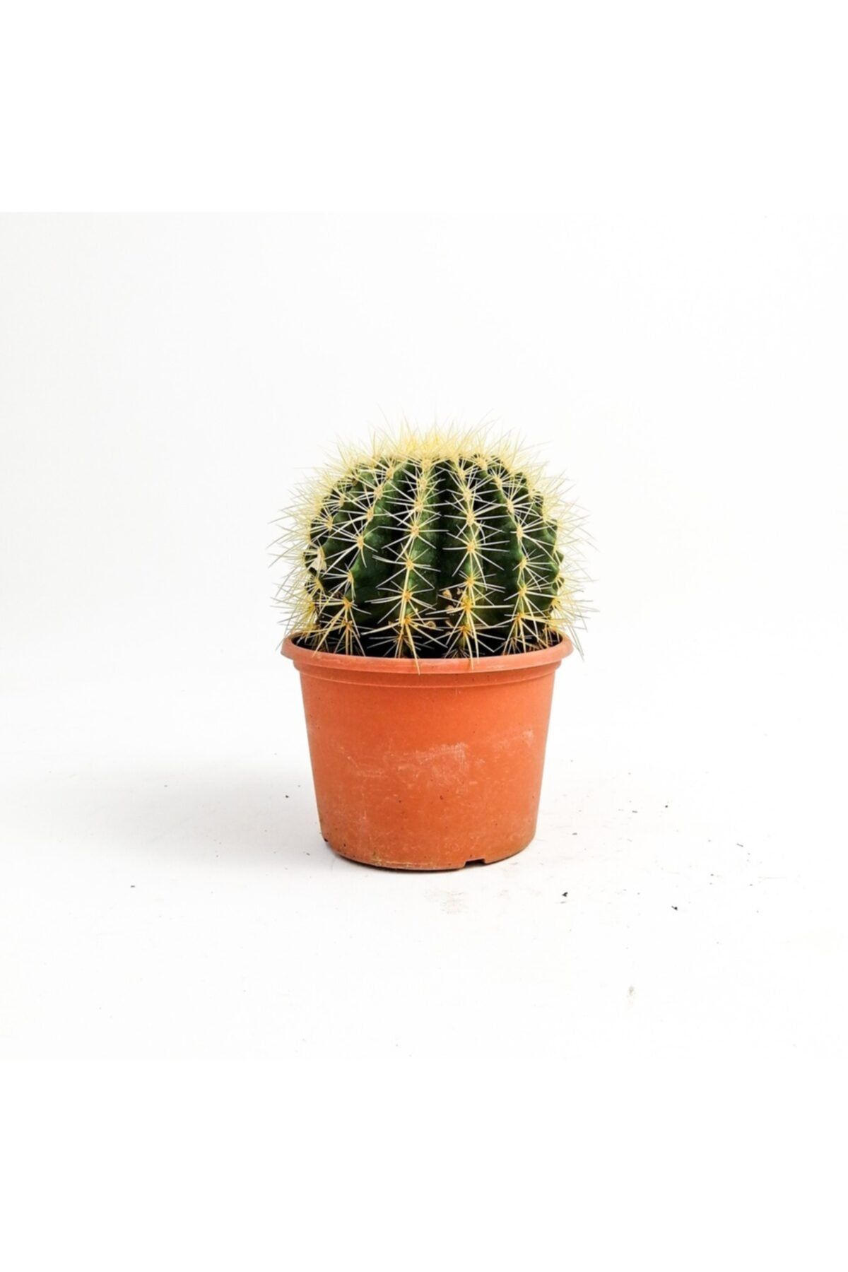 Fidanburada Echinocactus Grusonii-ekinoks Kaktüs-14 Cm Çap