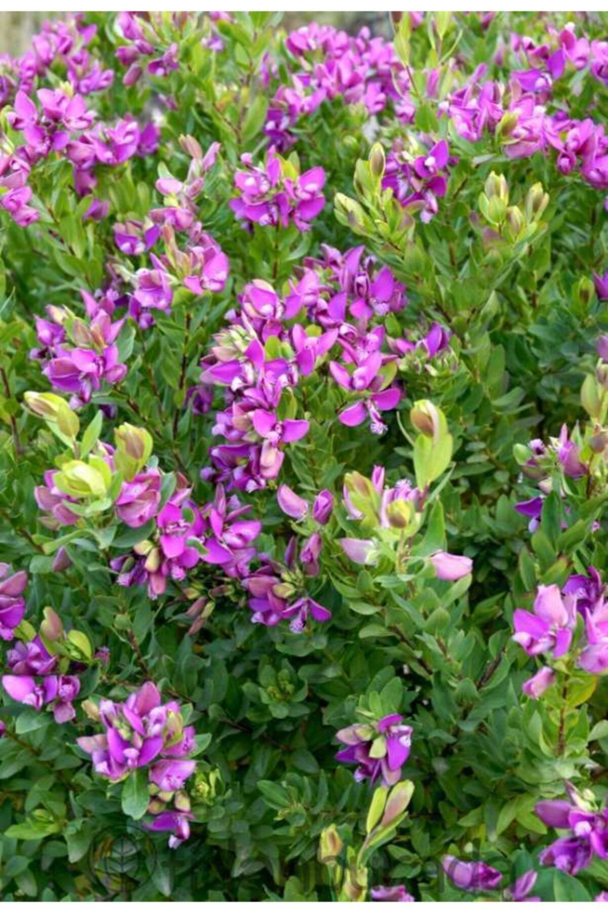 Fidanburada Poligala Çiçeği - Süt Otu (Polygala Myrtifolia)