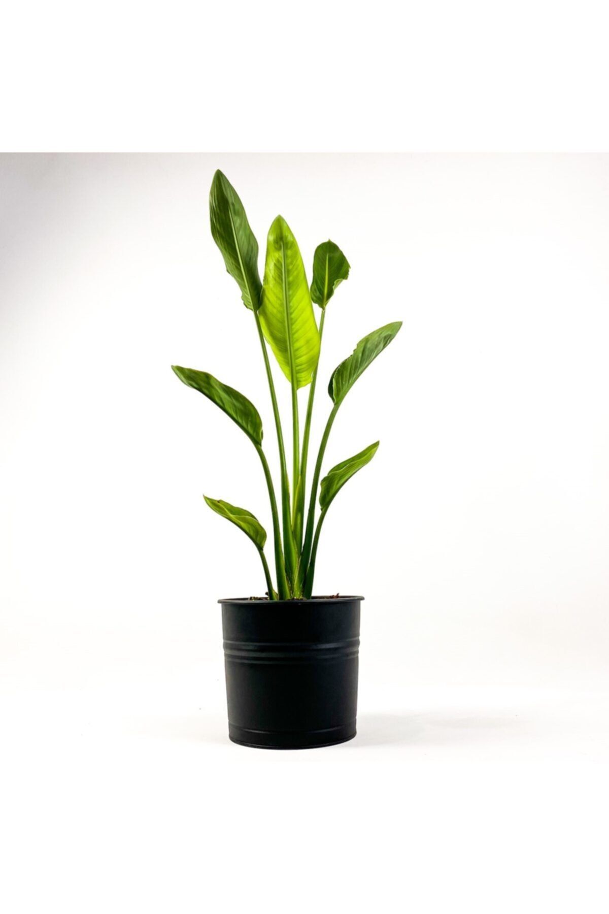 Fidanburada Starliçe Reginae - Cennet Kuşu (STRELİTZİA REGİNAE) 90-100cm