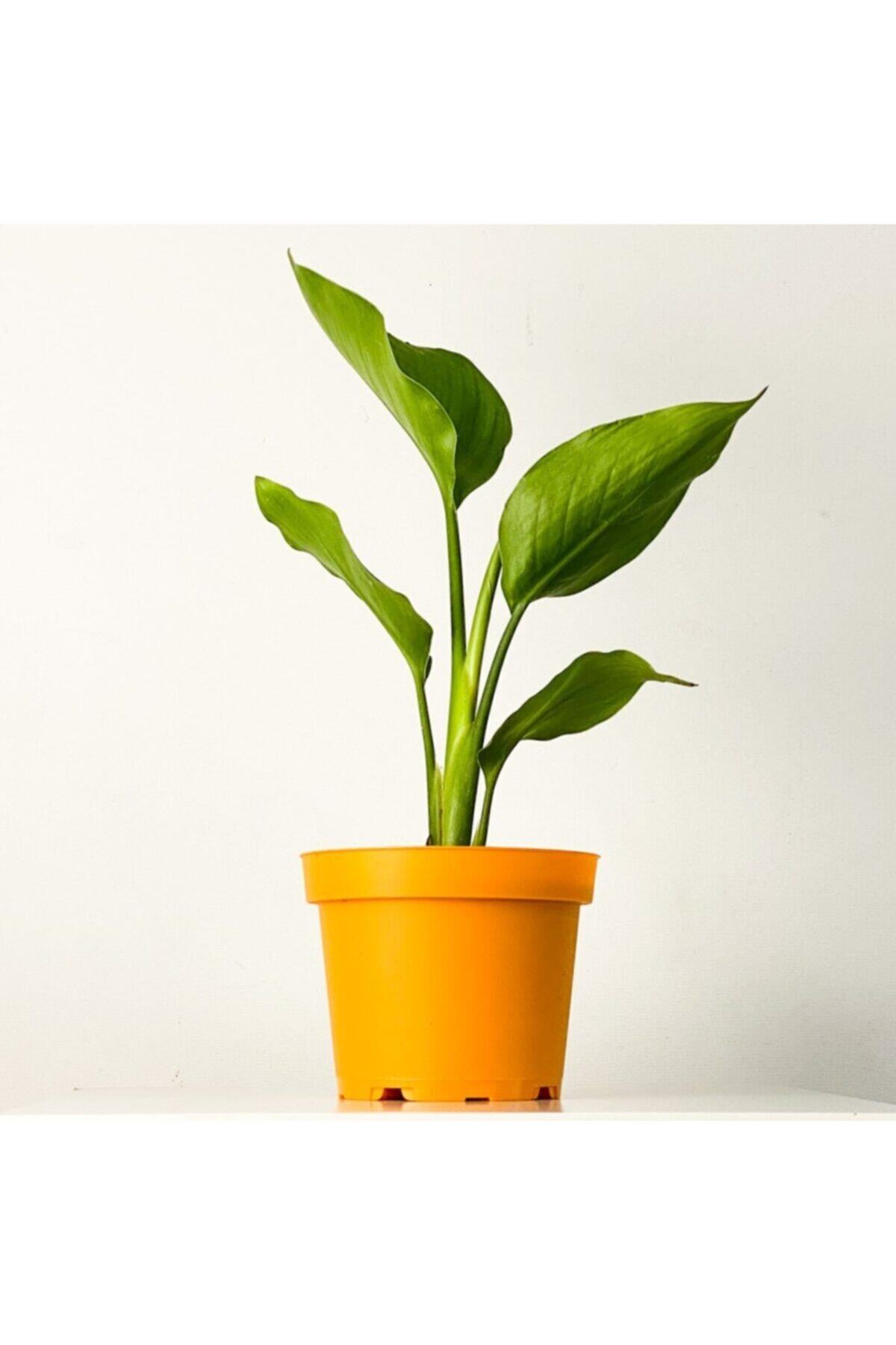 Fidanburada Starliçe - Beyaz Cennet Kuşu 30-40 Cm (strelitzia Nicolai)