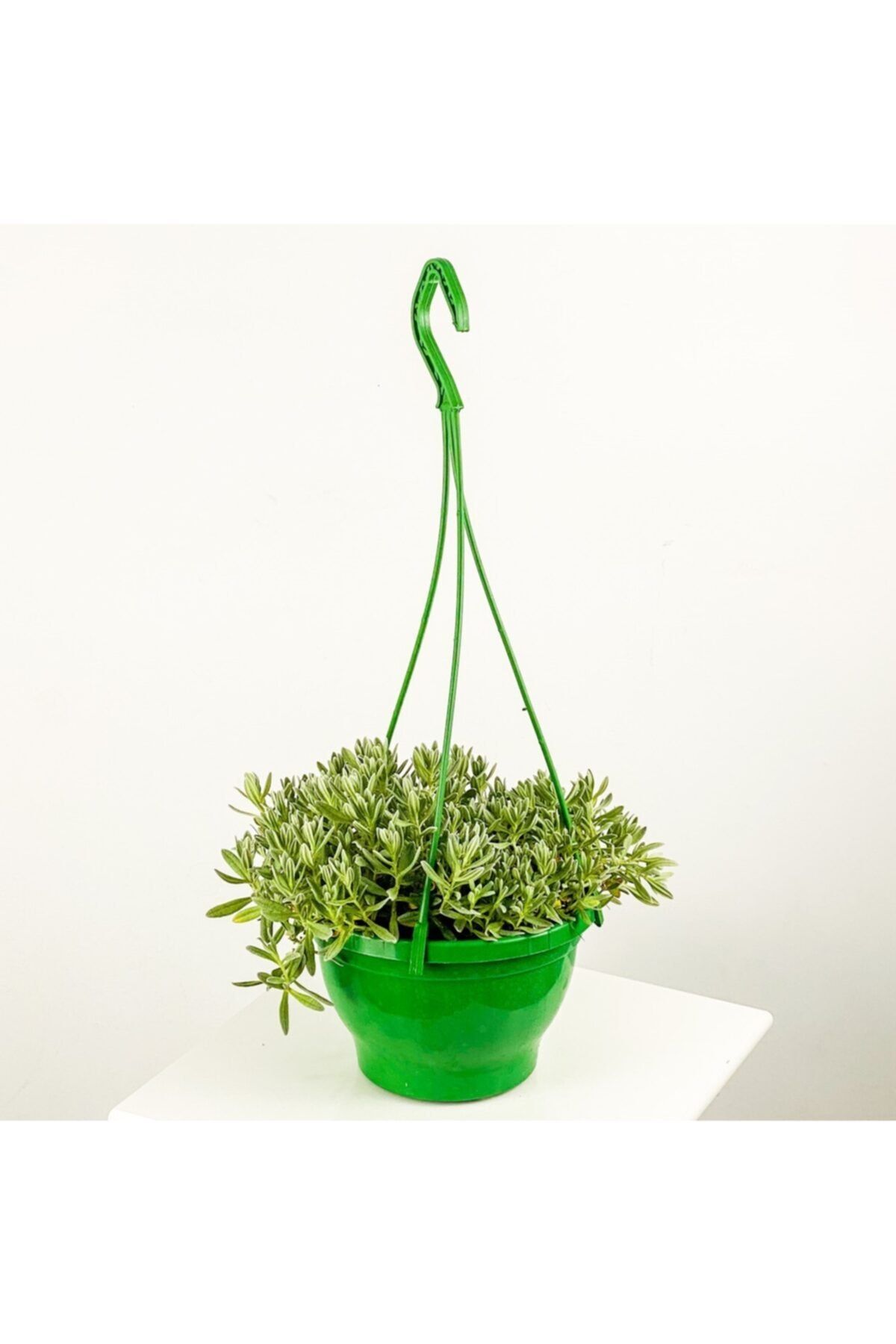 Fidanburada Sedum Cerastium Tomentosum Askılı Saksıda Fare Kulağı