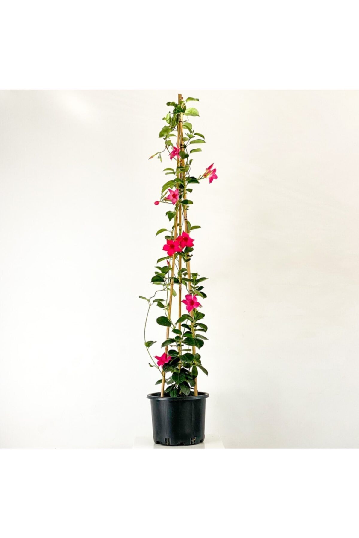 Fidanburada Mandevilla Çiçeği - Mandevilla Apocynaceae Pembe Piramit