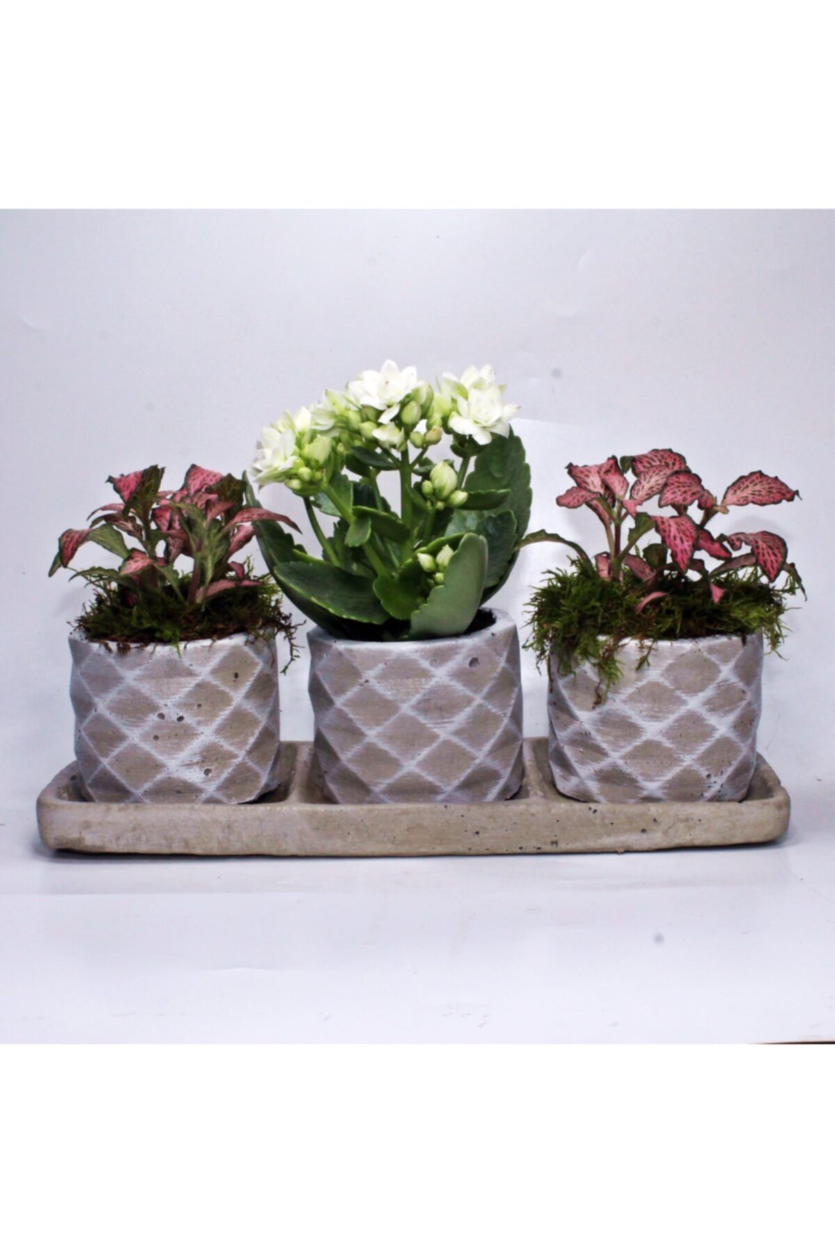 aloha concept Üçlü Beton Saksıda Fittonia Çiçekleri Ve Kalanchoe Aranjman
