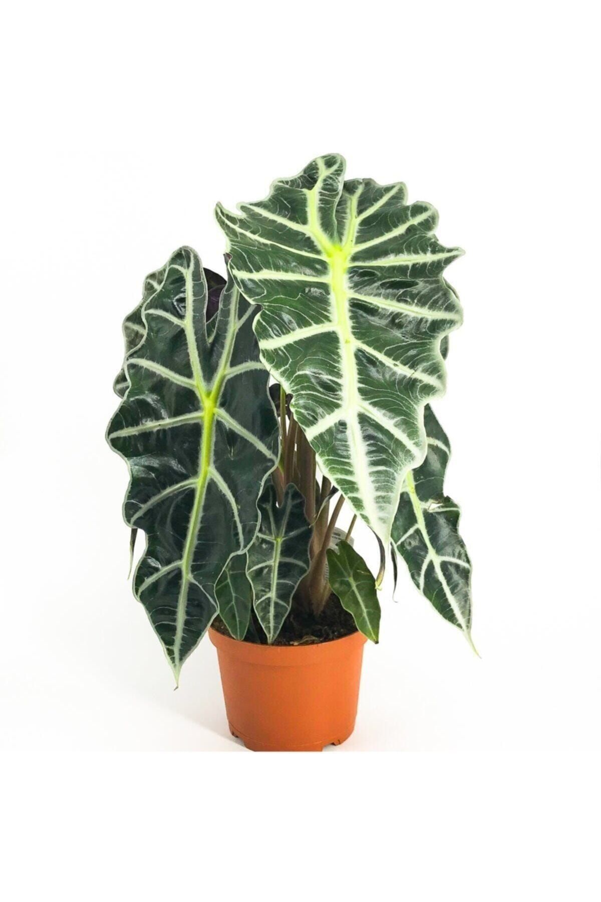 Cemre Garden Alocasia Polly - Fil Kulağı Amazanica - Ev Ofis Salon Iç Mekan Bitkisi - 40 Cm